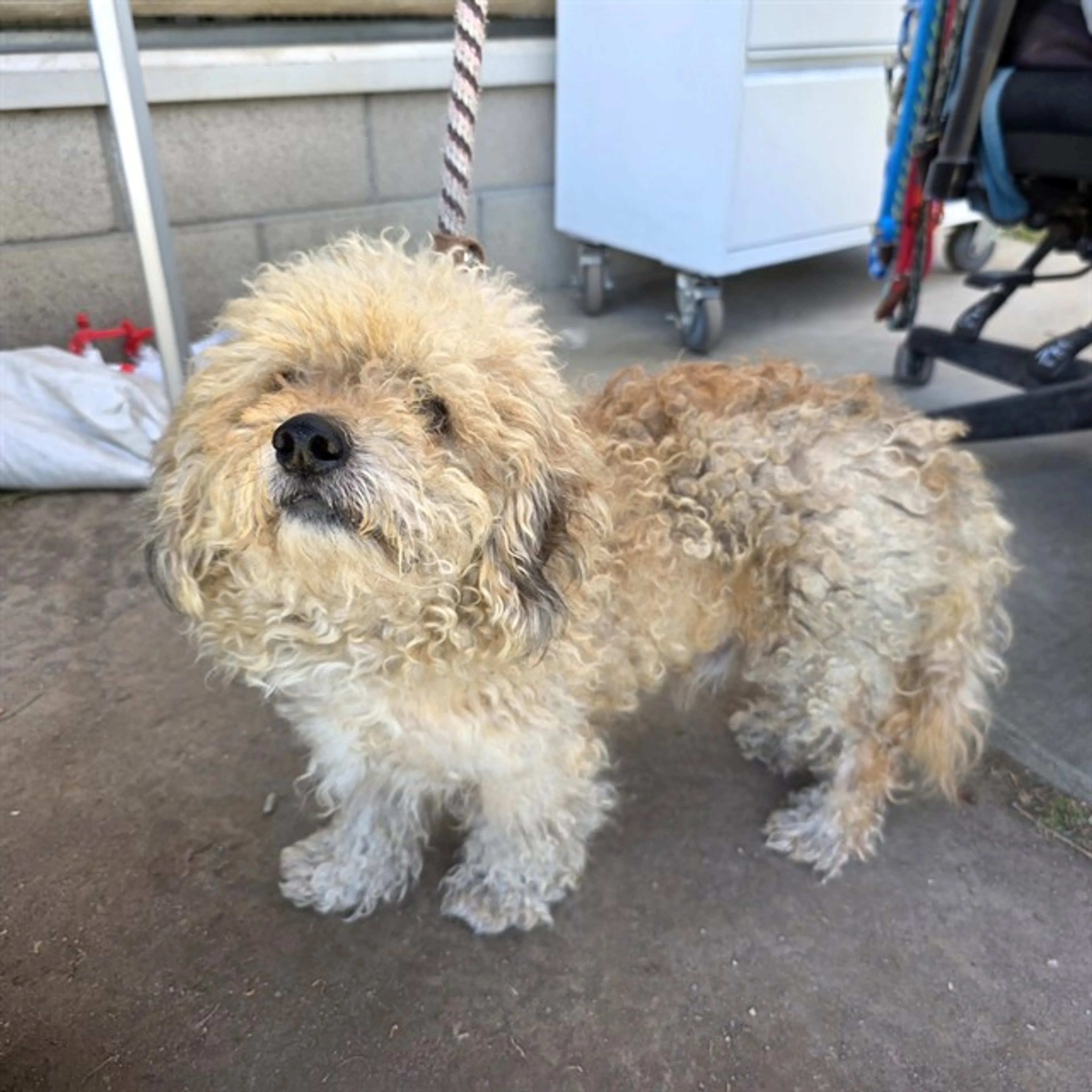 Found pet