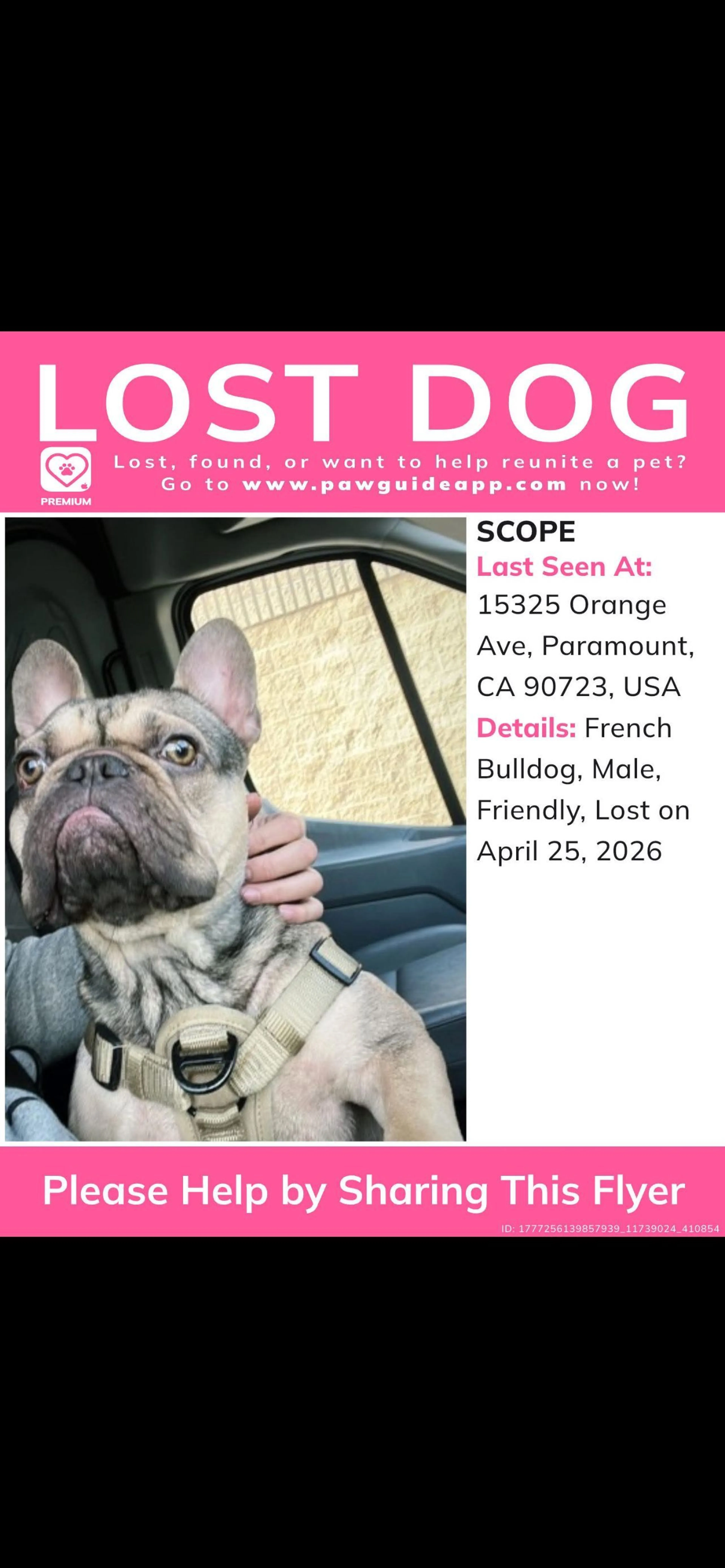 Lost pet