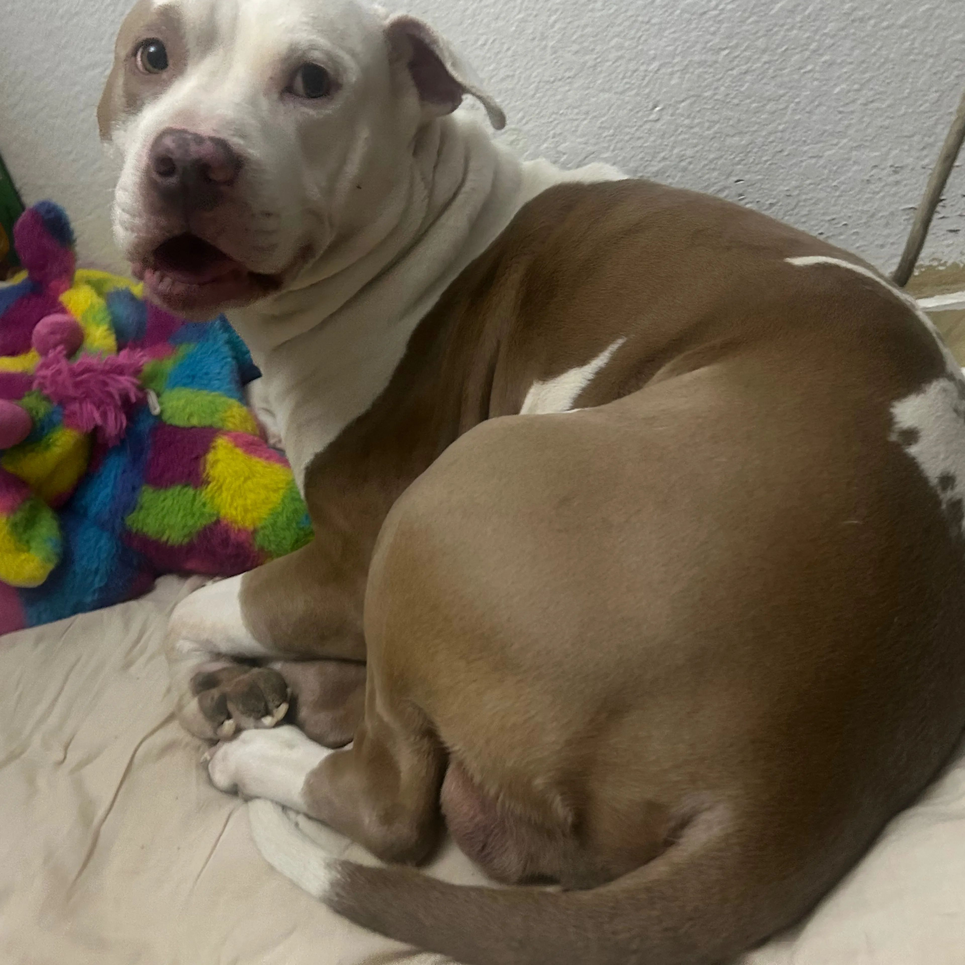 Lost pet-1