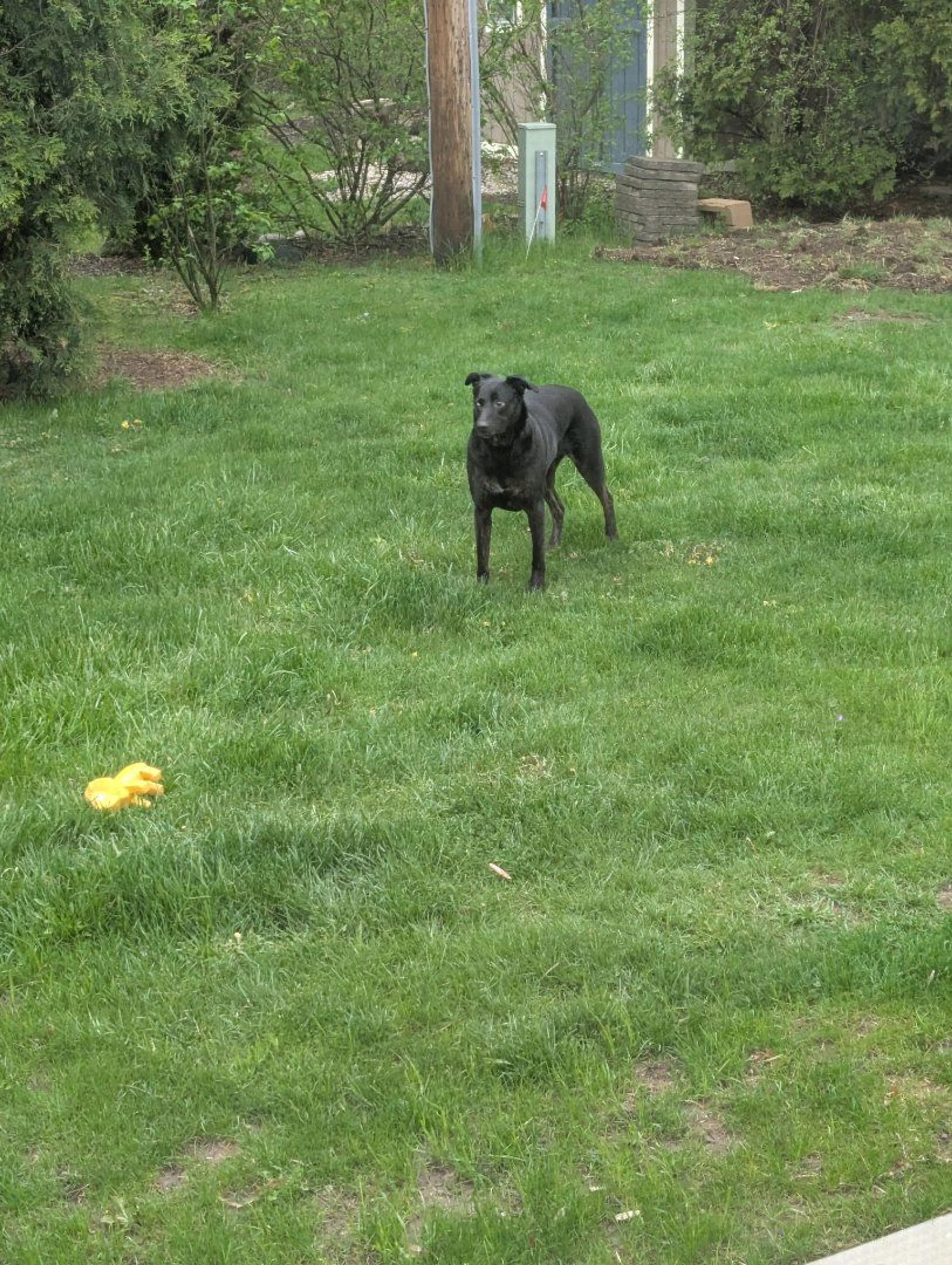 Lost pet-1