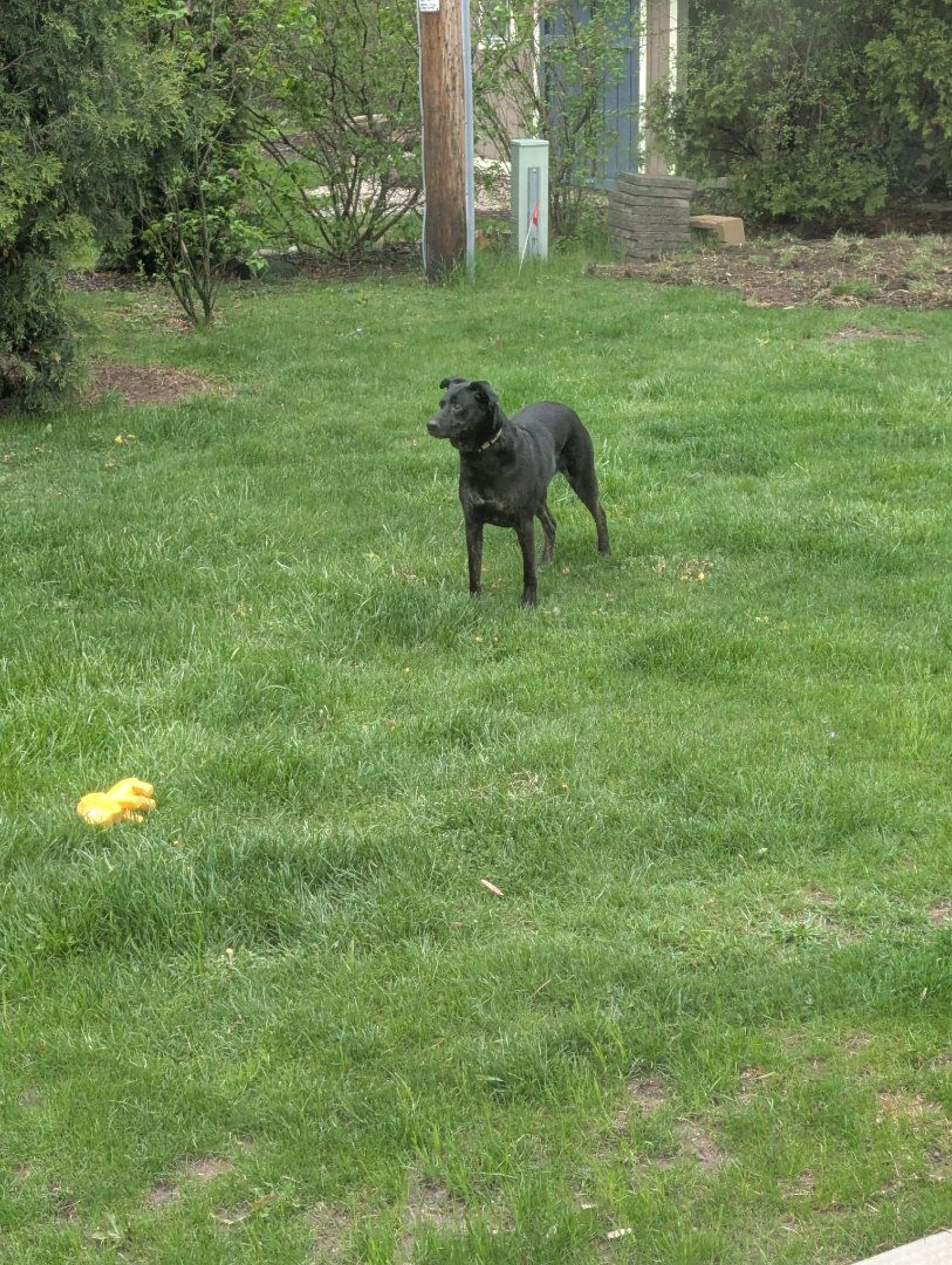 Lost pet-0