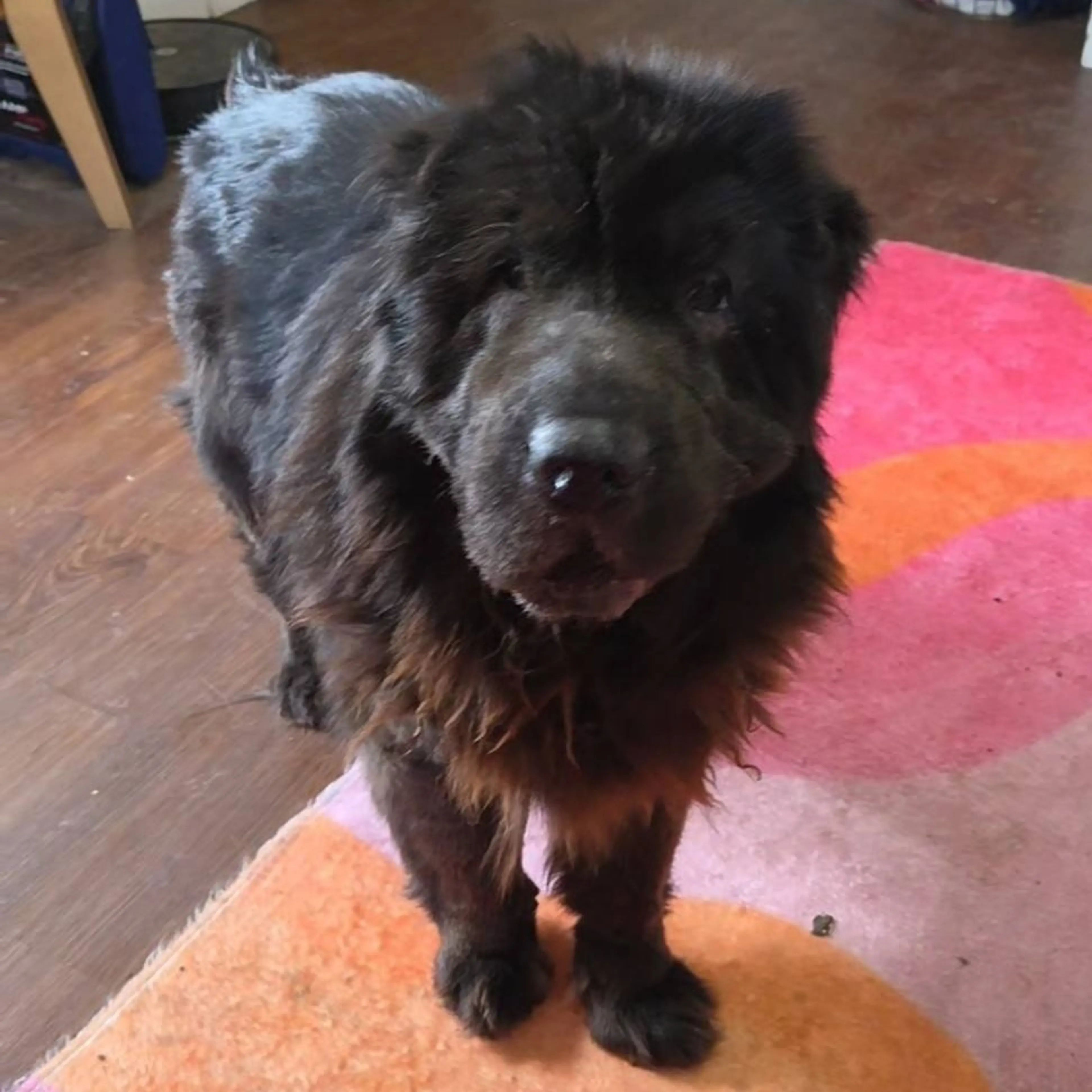 Found pet-1