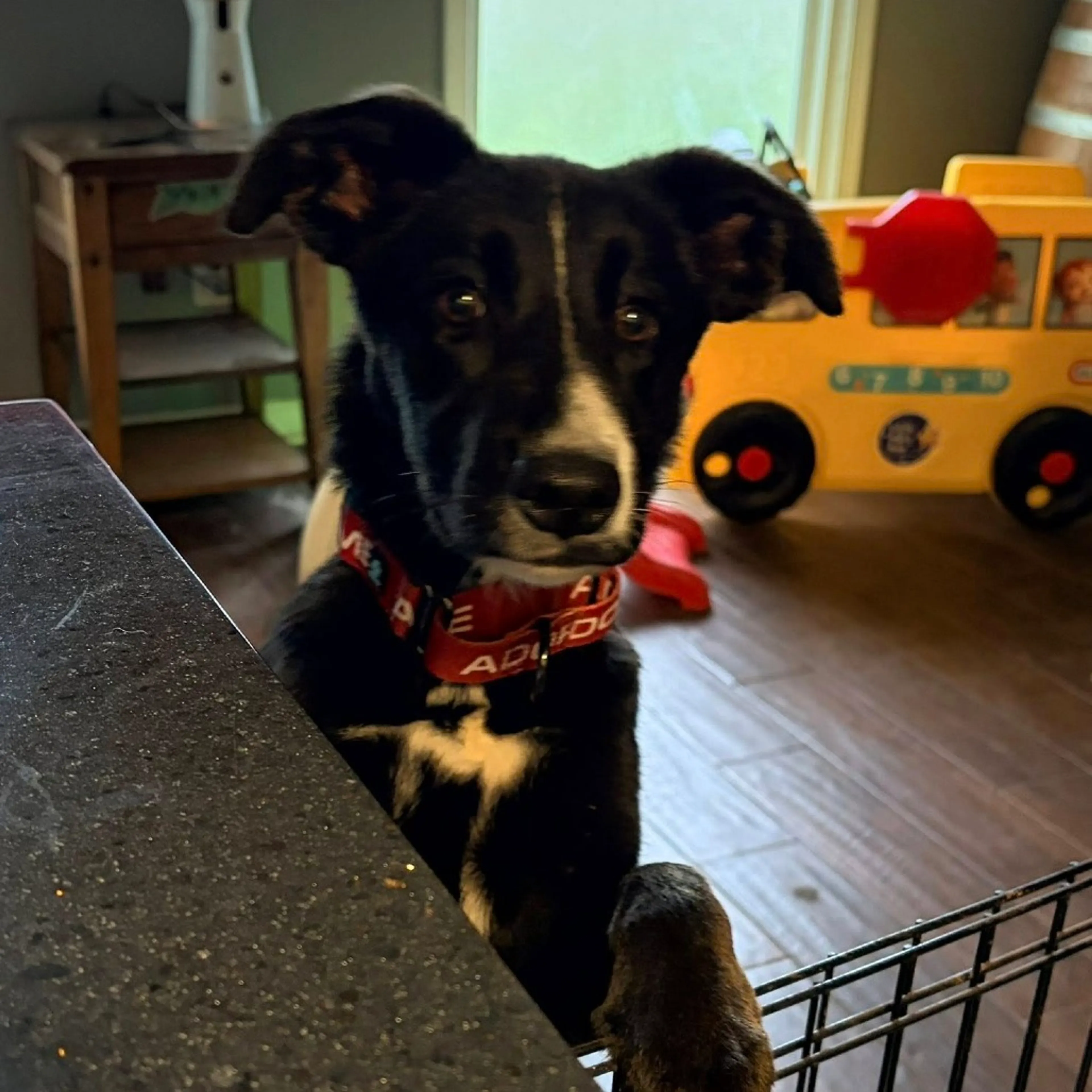 Found pet-2