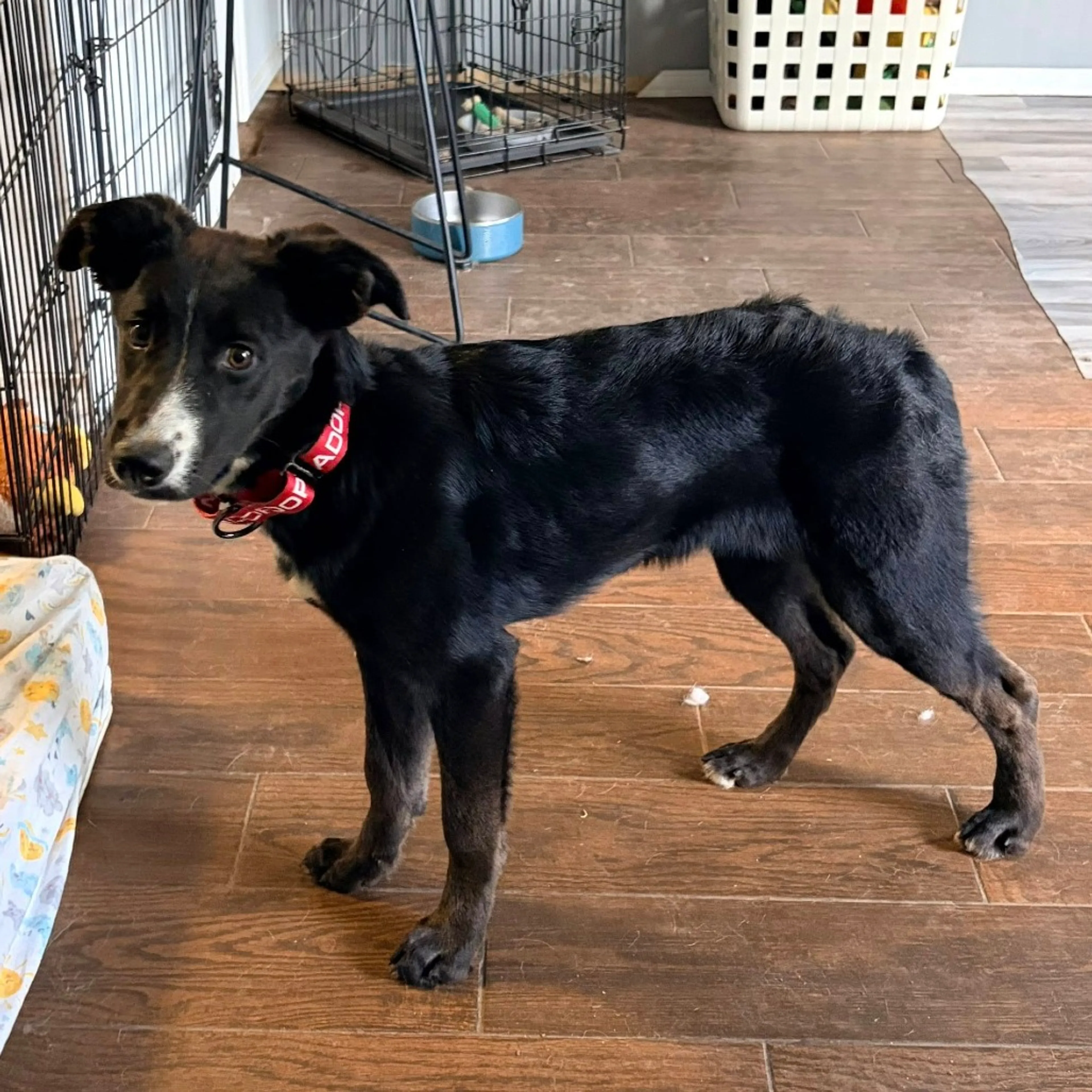 Found pet-3