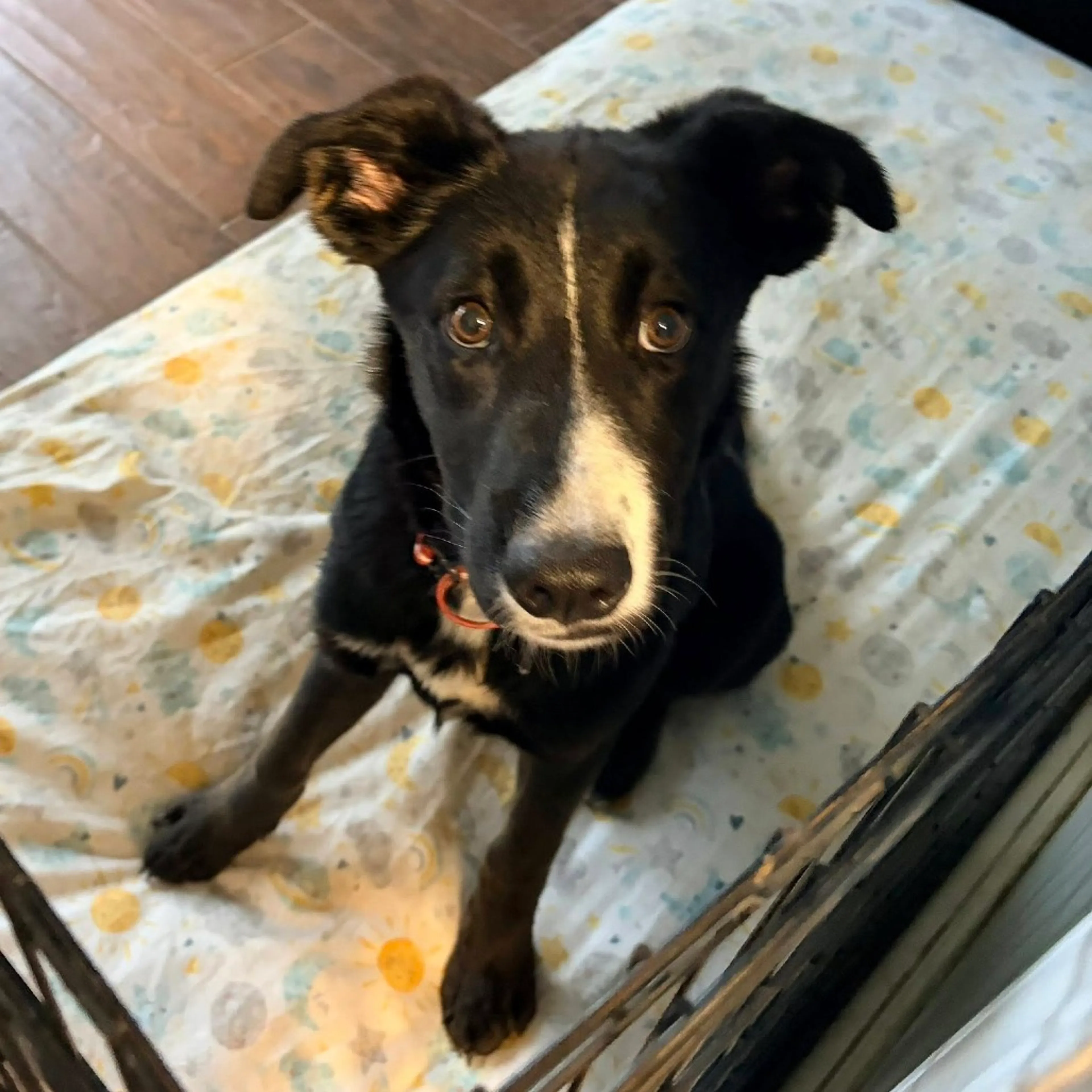 Found pet-1