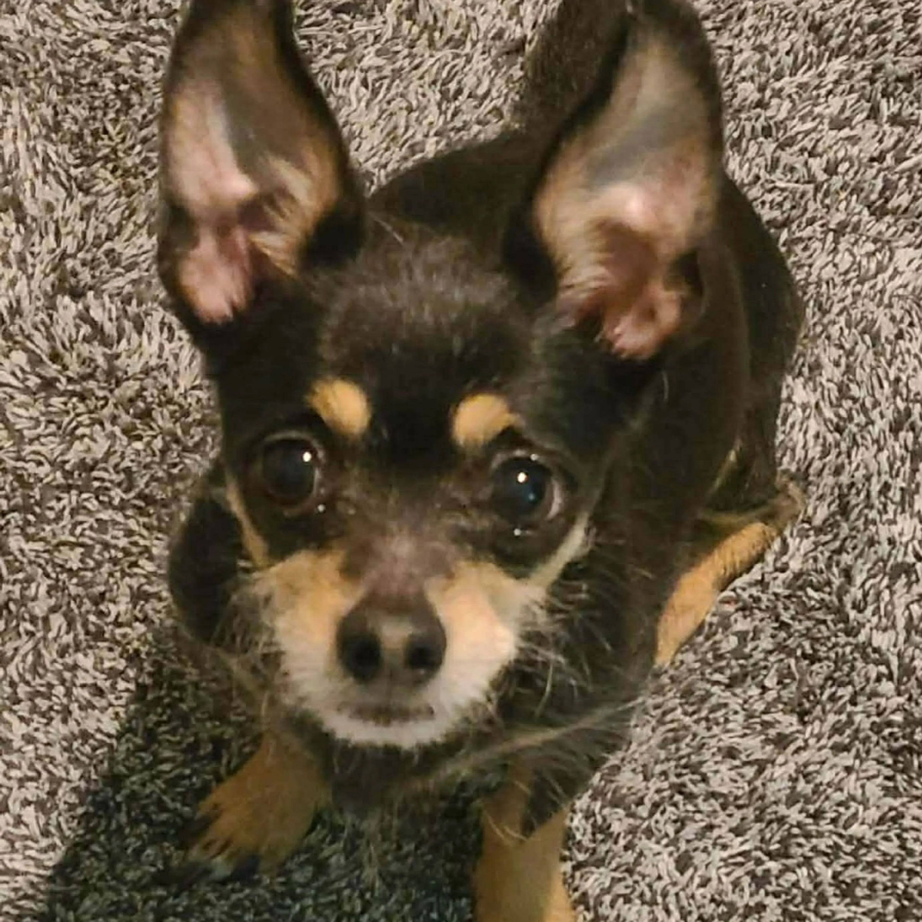 Found pet-1