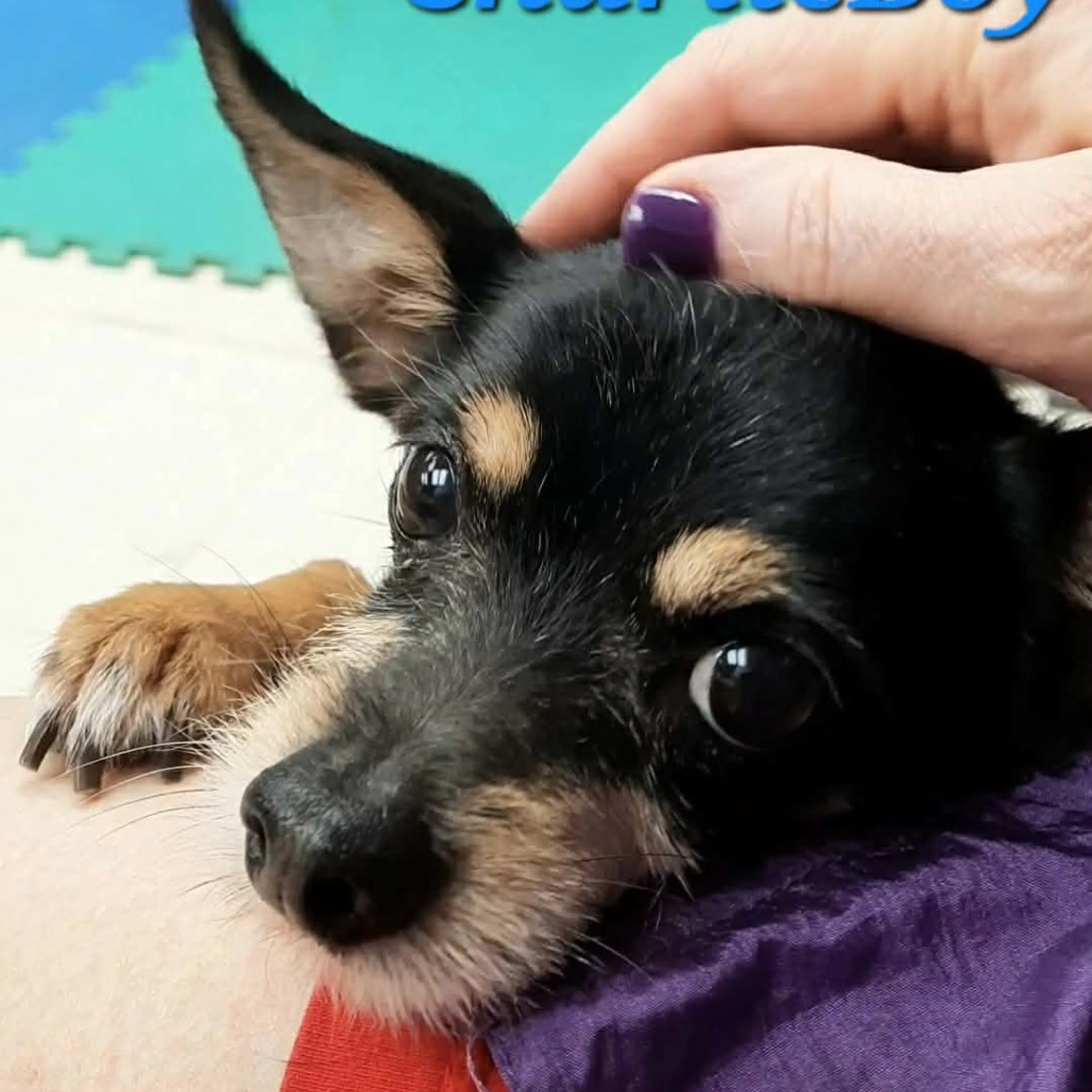 Found pet-3