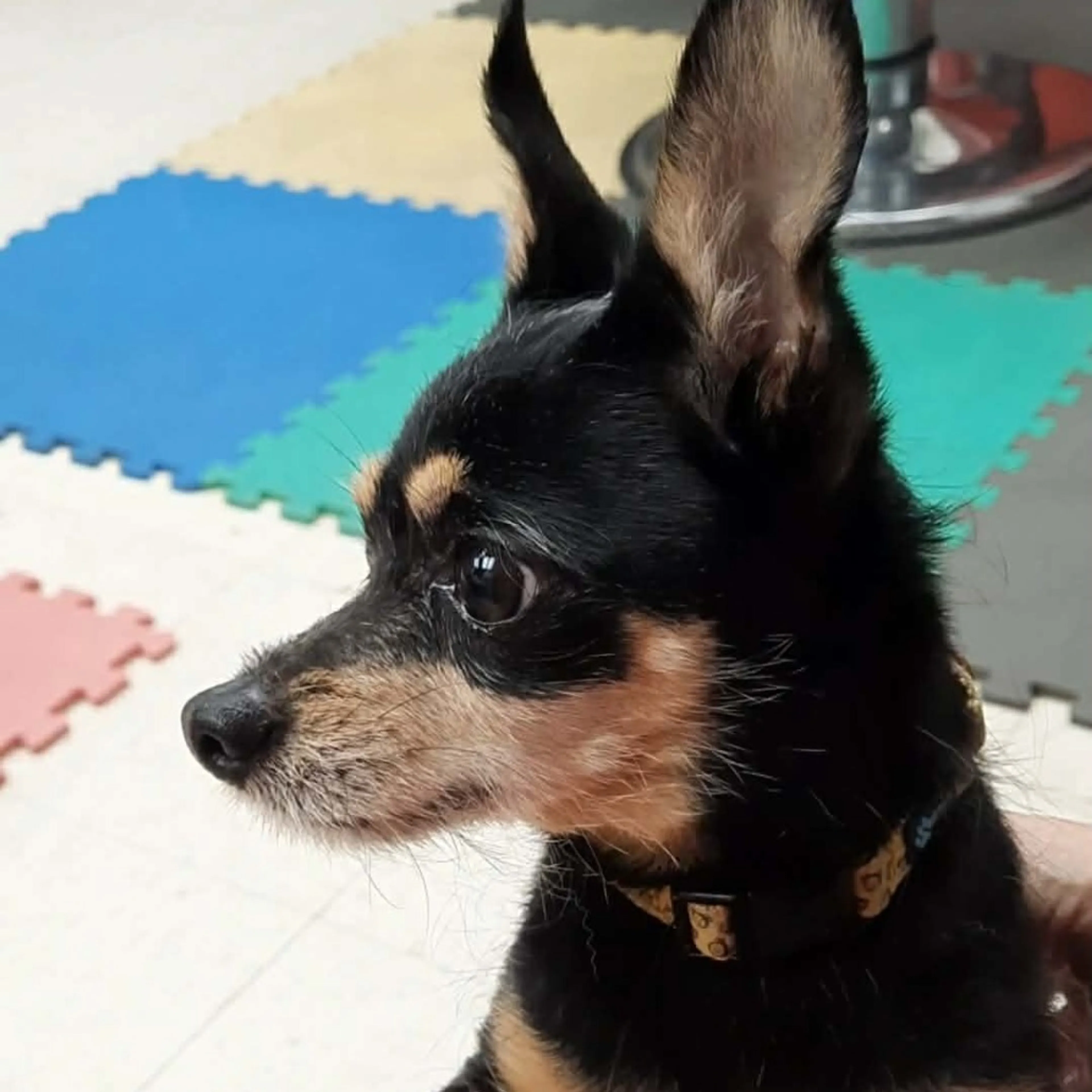 Found pet-4