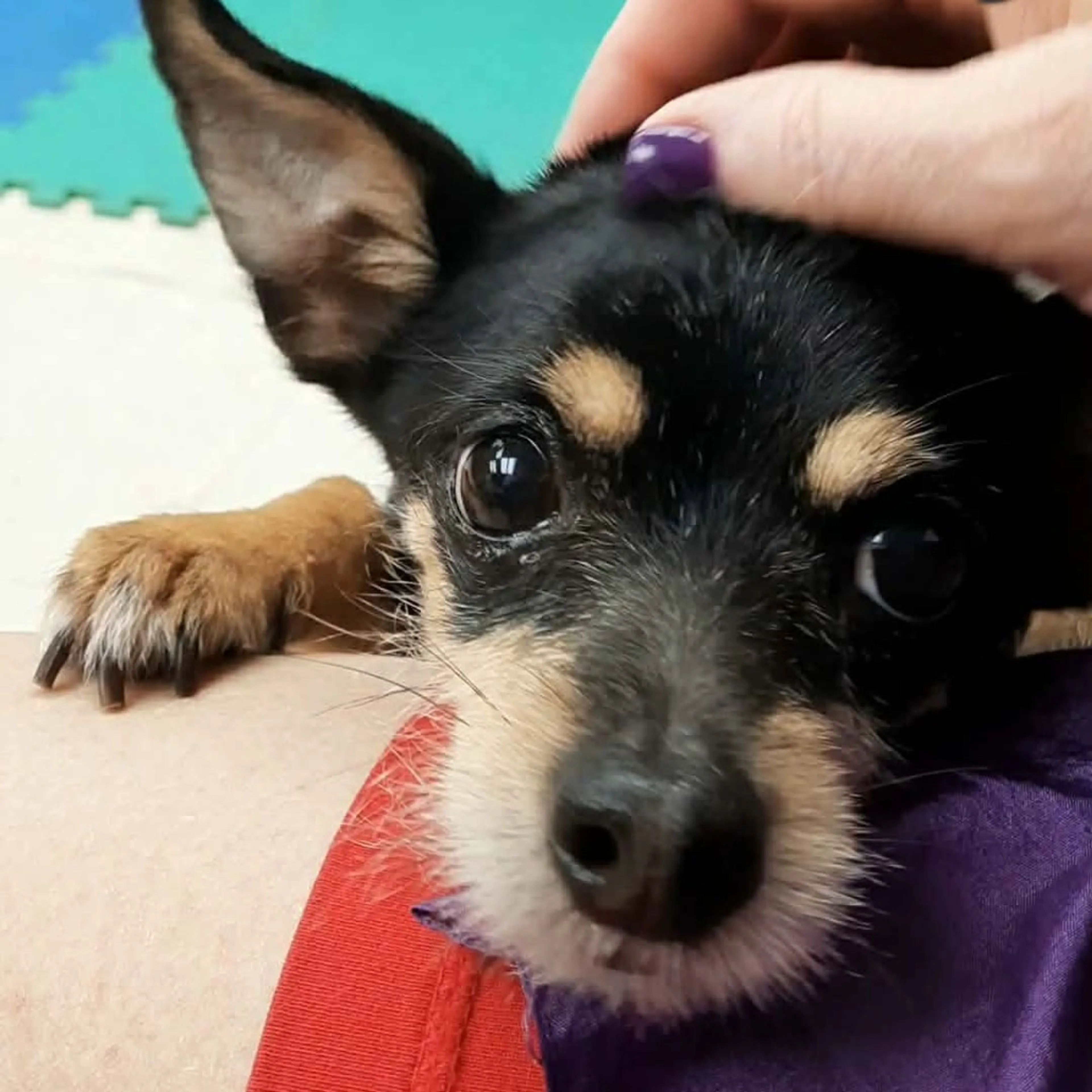 Found pet-2