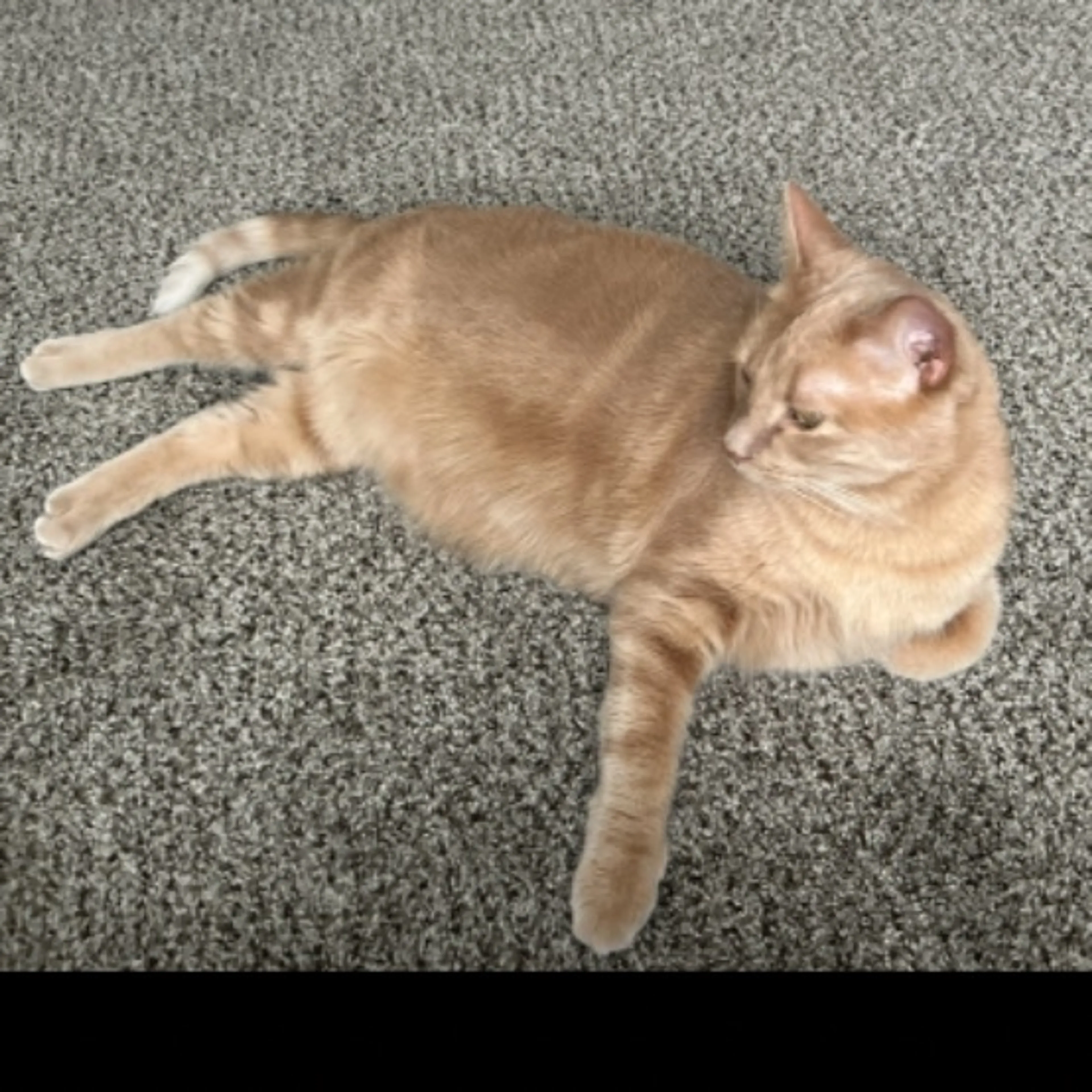 Lost pet