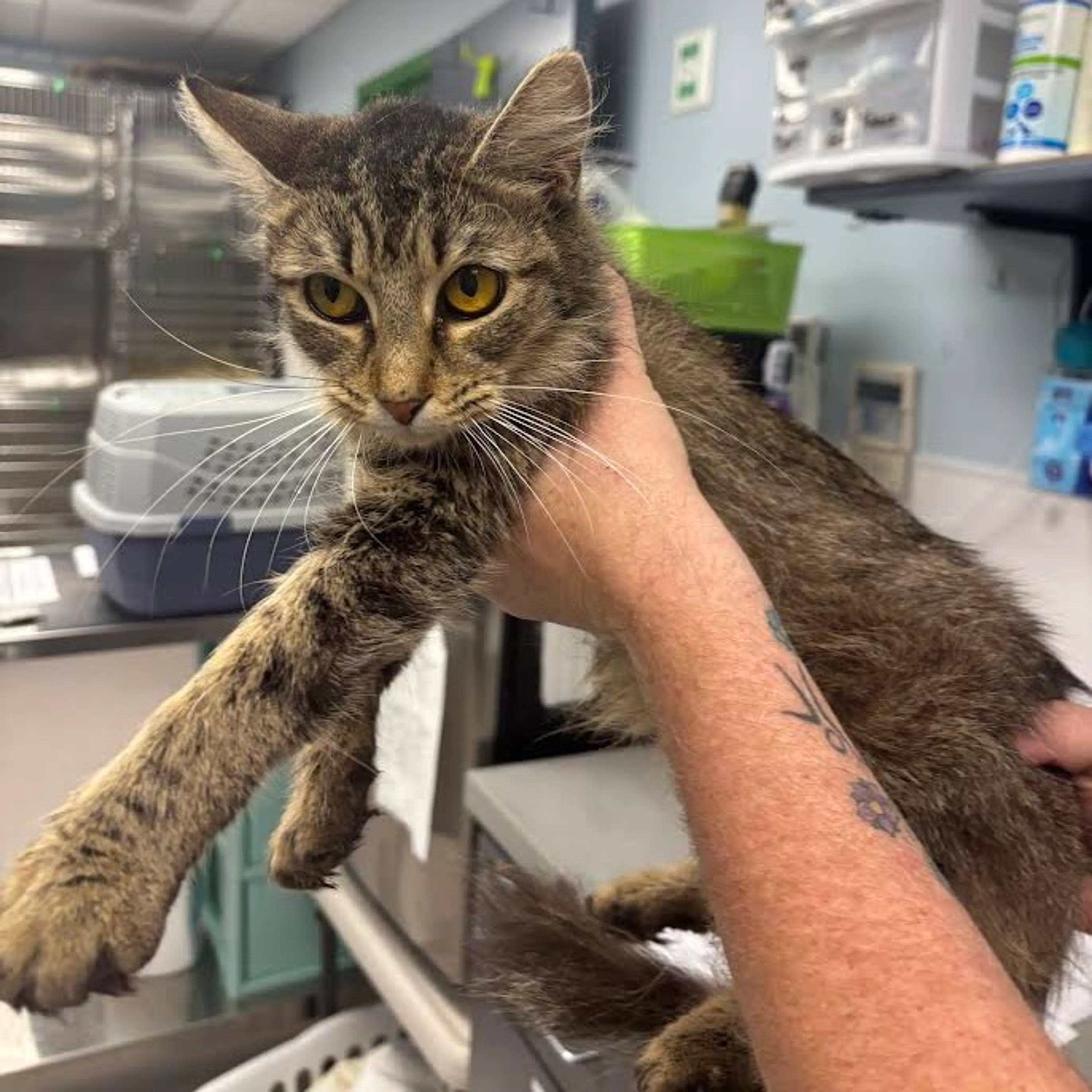 Found pet-0