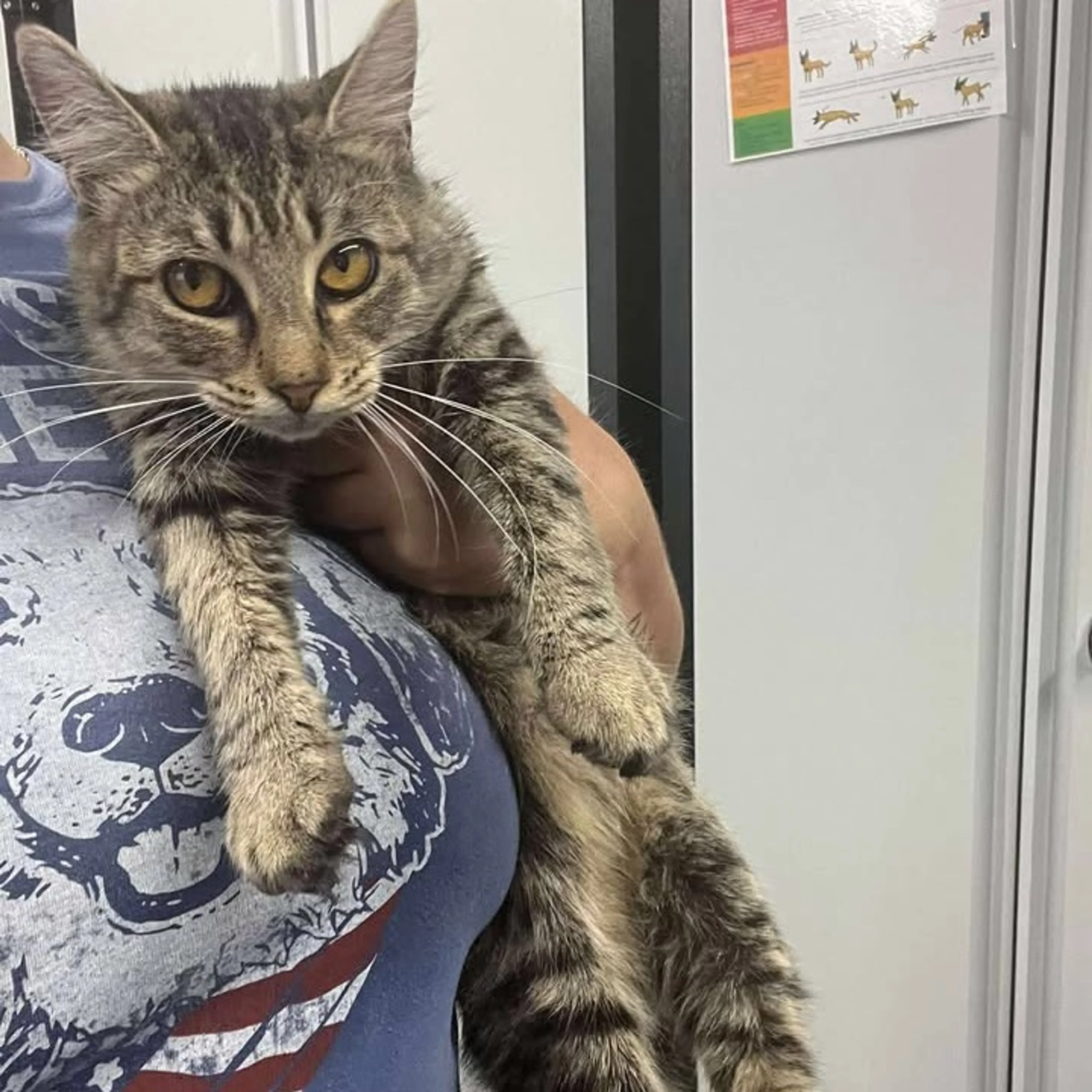Found pet-1