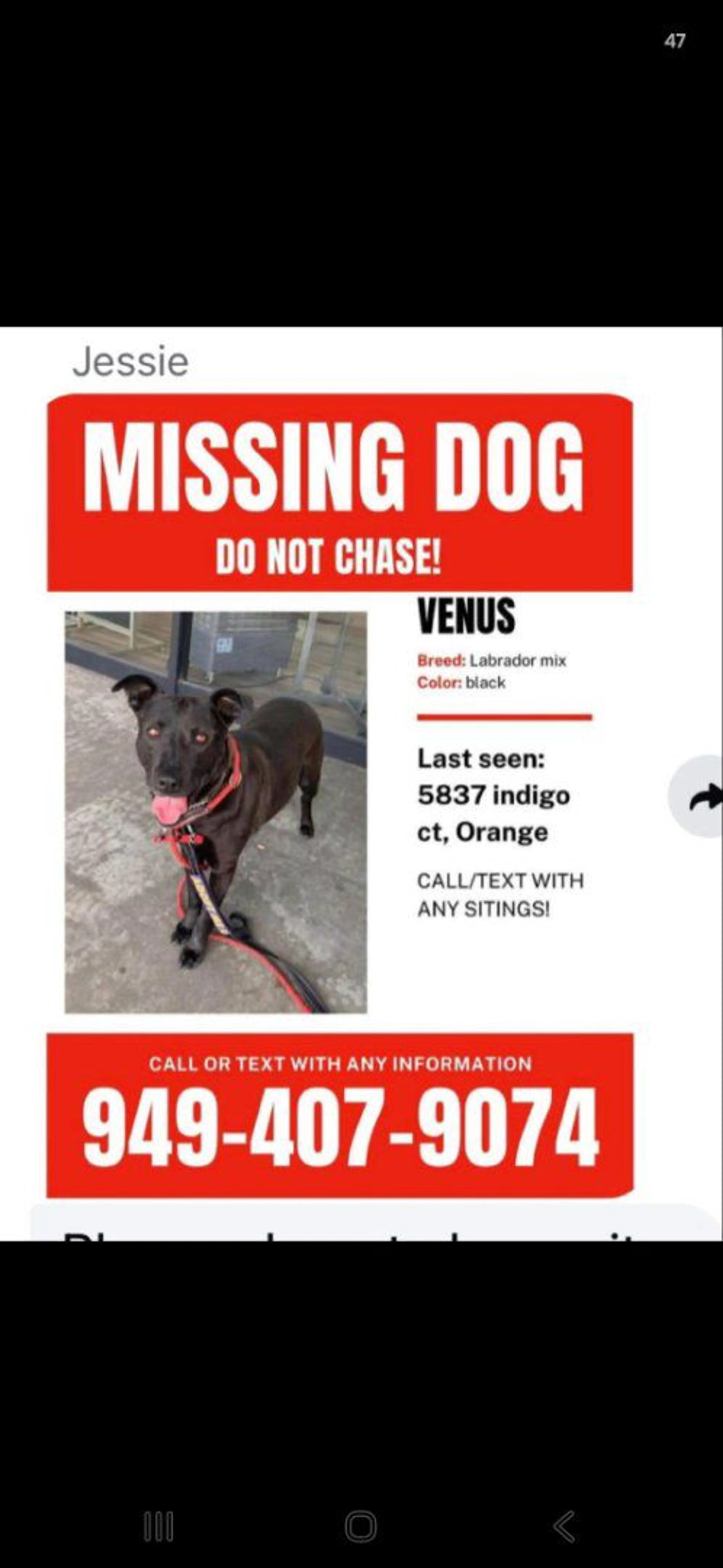 Lost pet