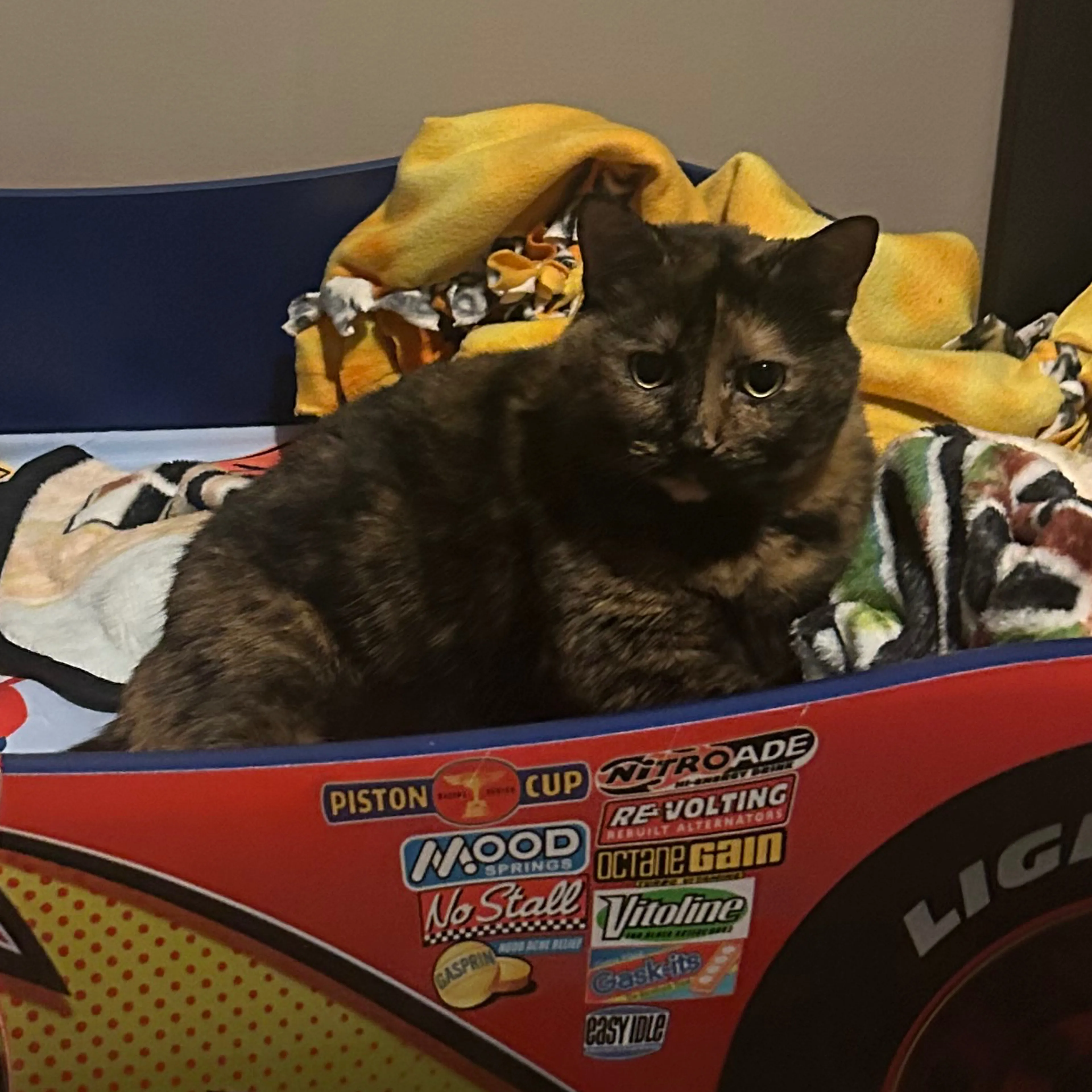 Lost pet-2