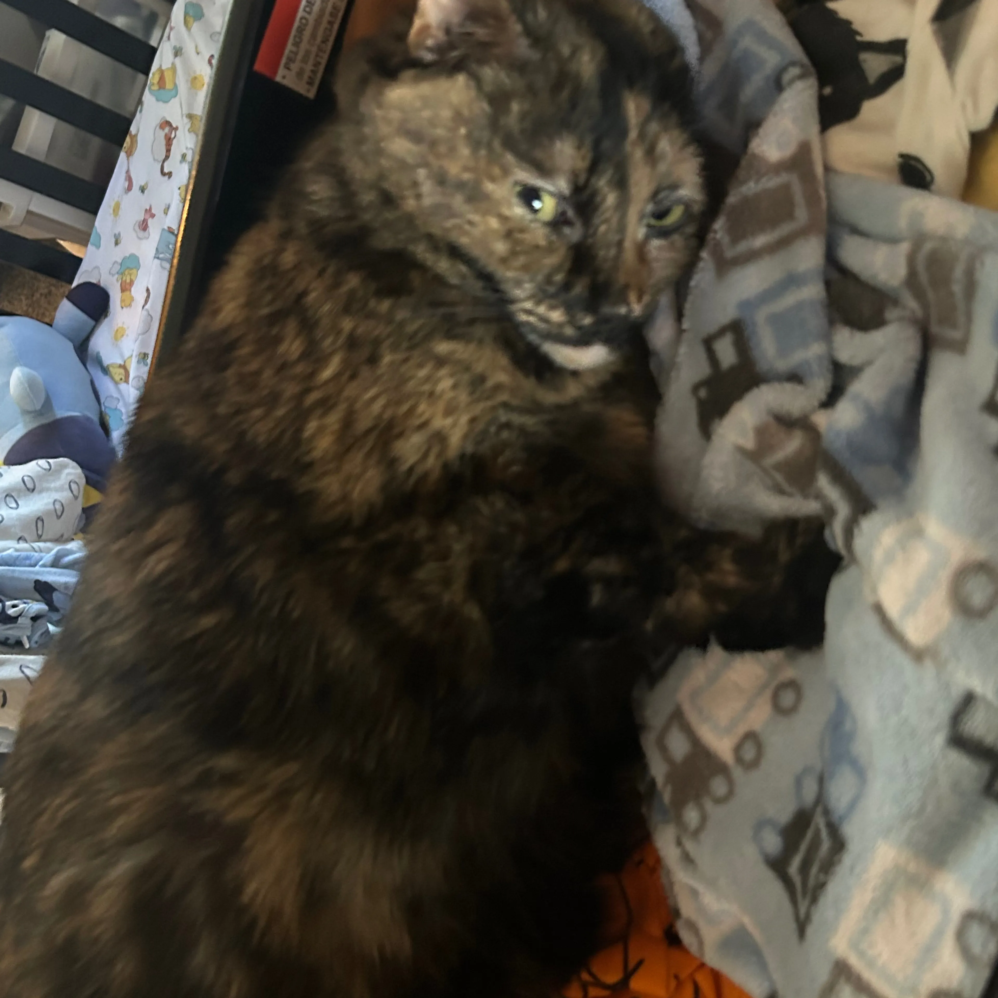 Lost pet-1