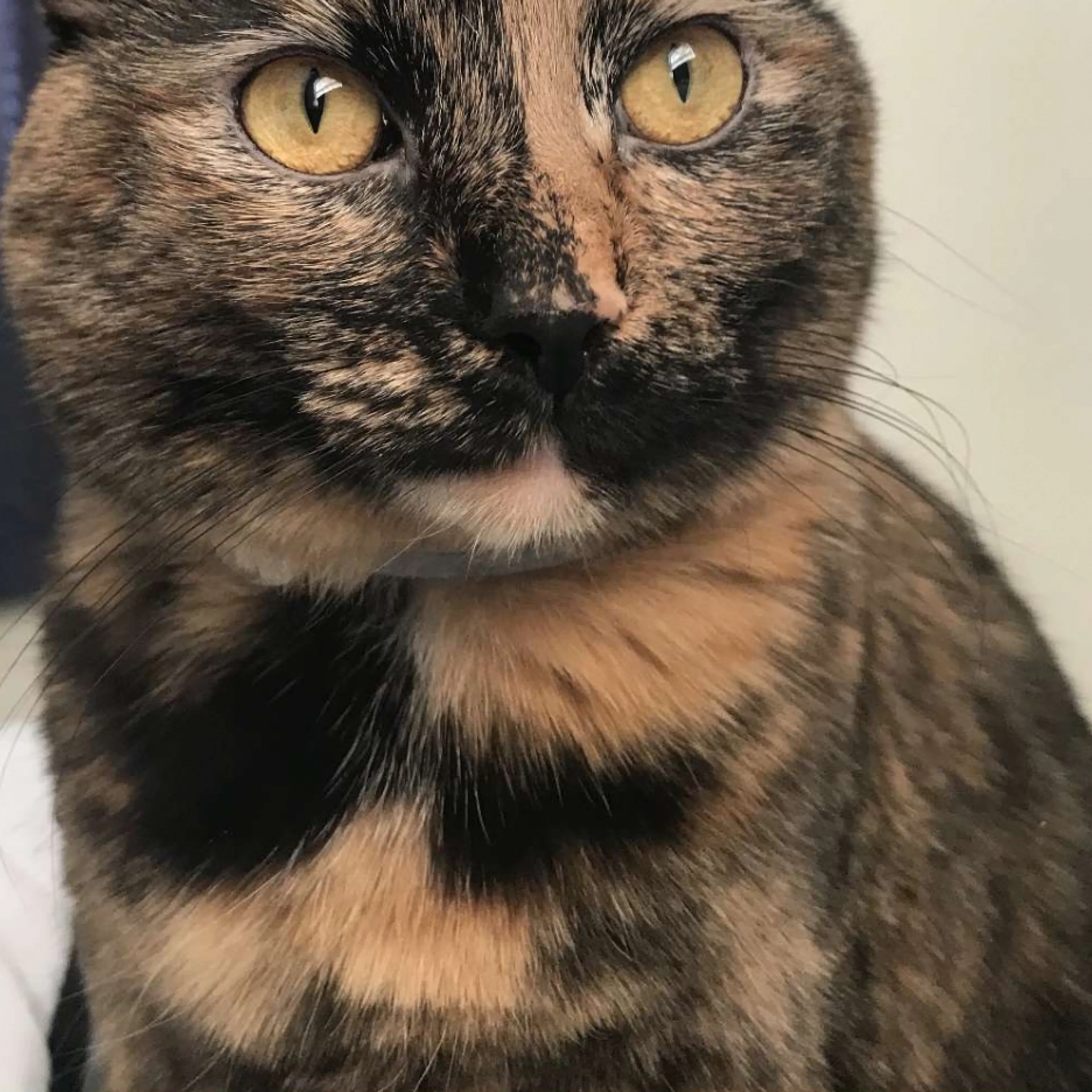 Lost pet-3