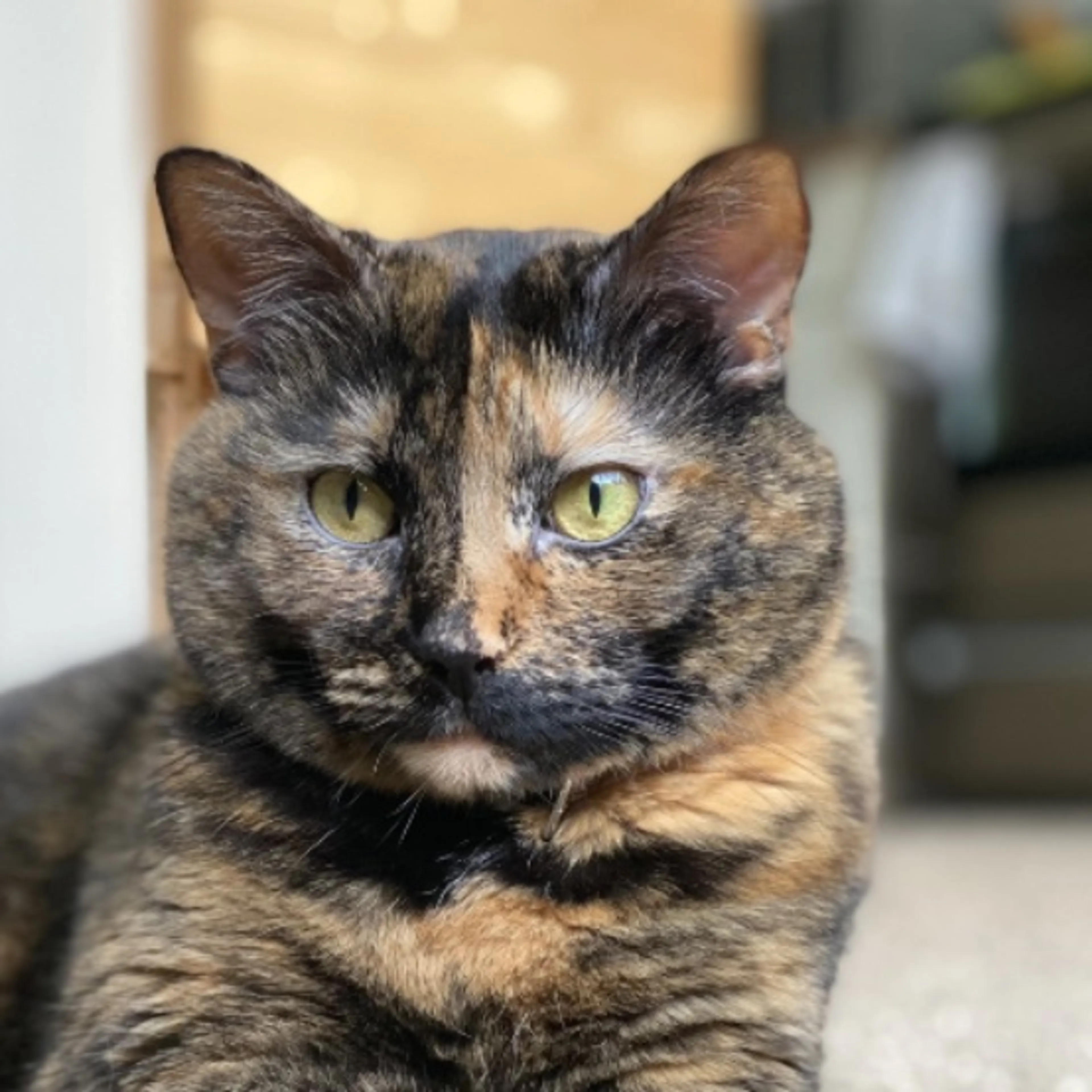 Lost pet-0