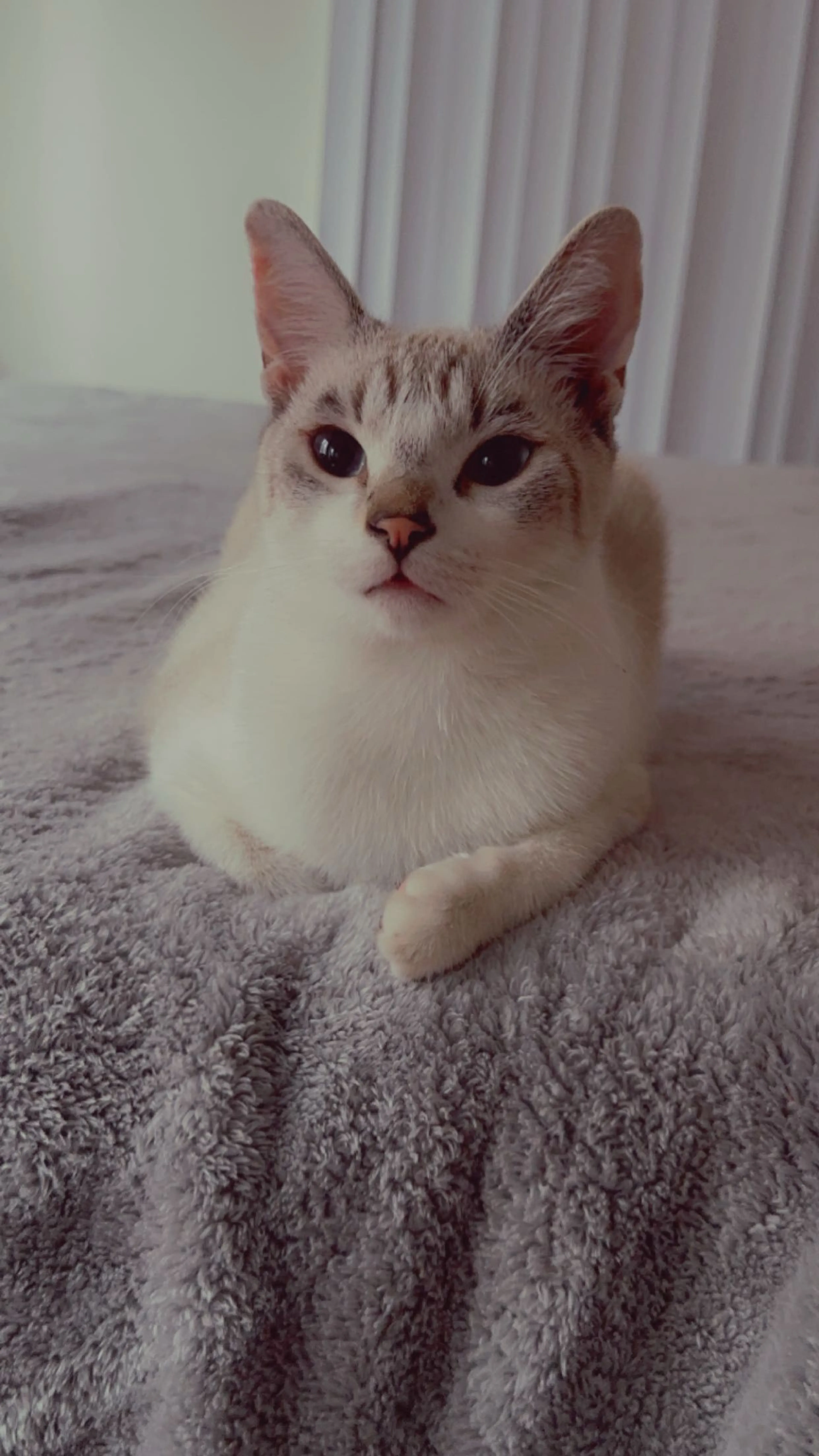 Lost pet-1
