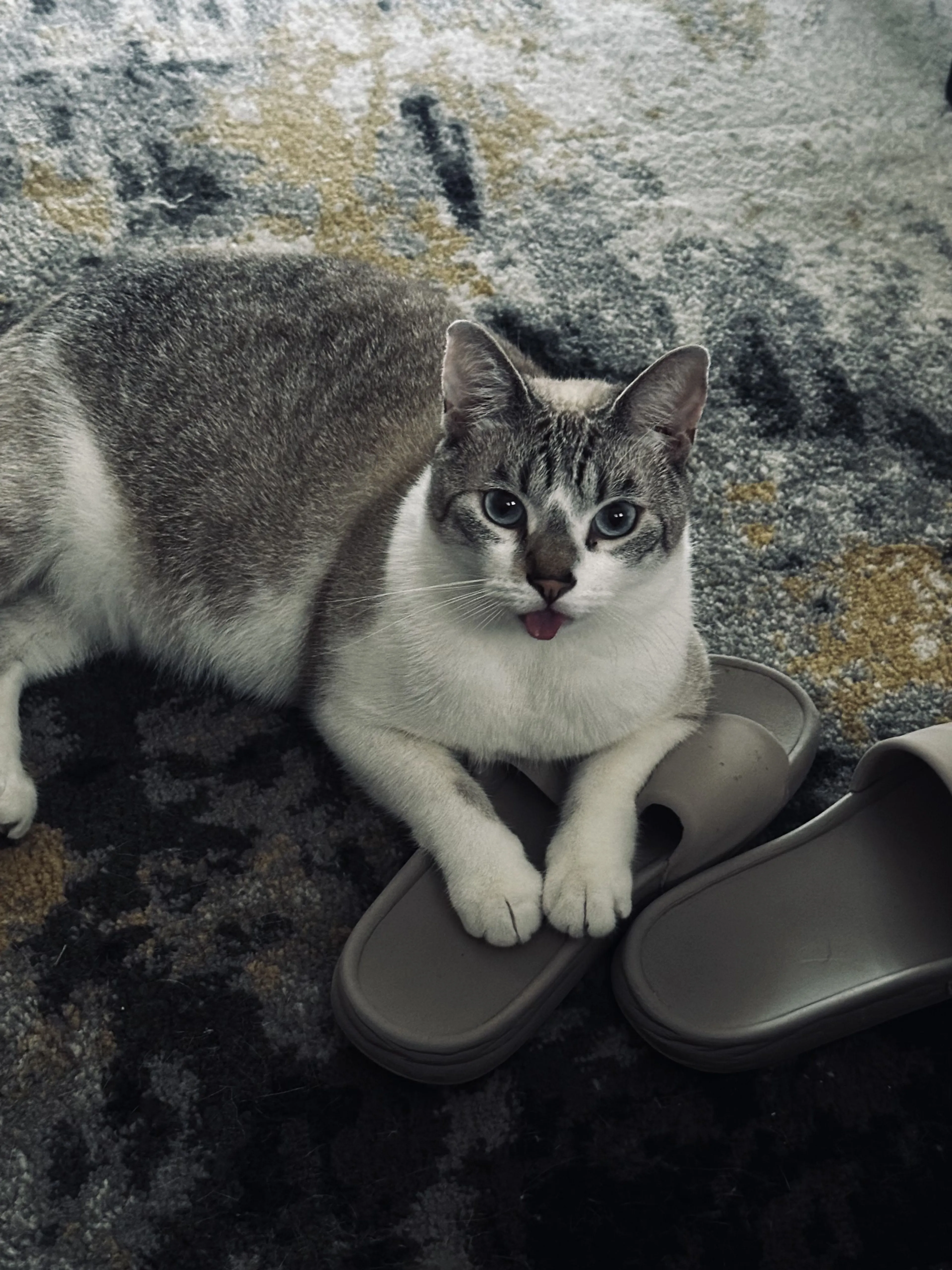 Lost pet-0