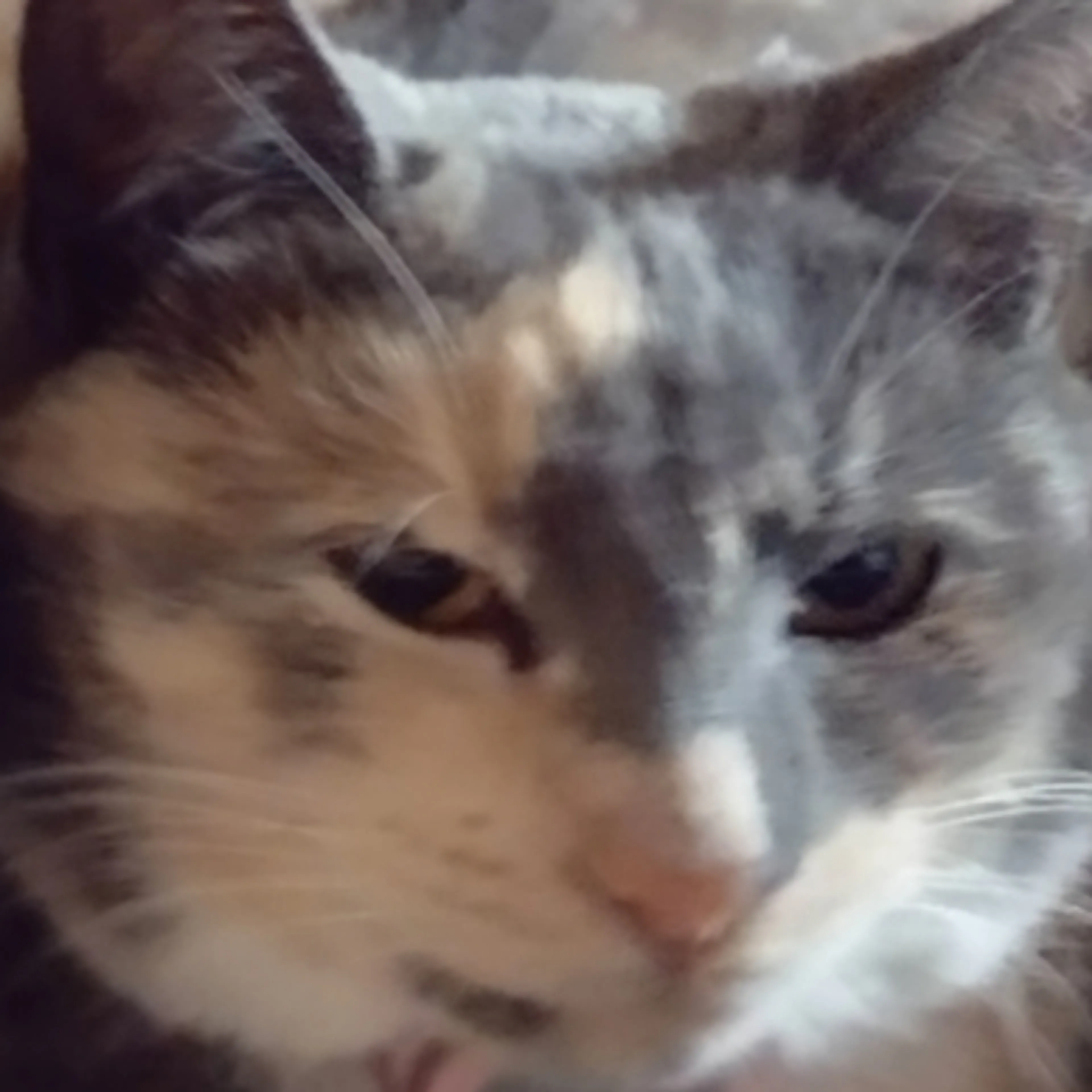 Lost pet-2