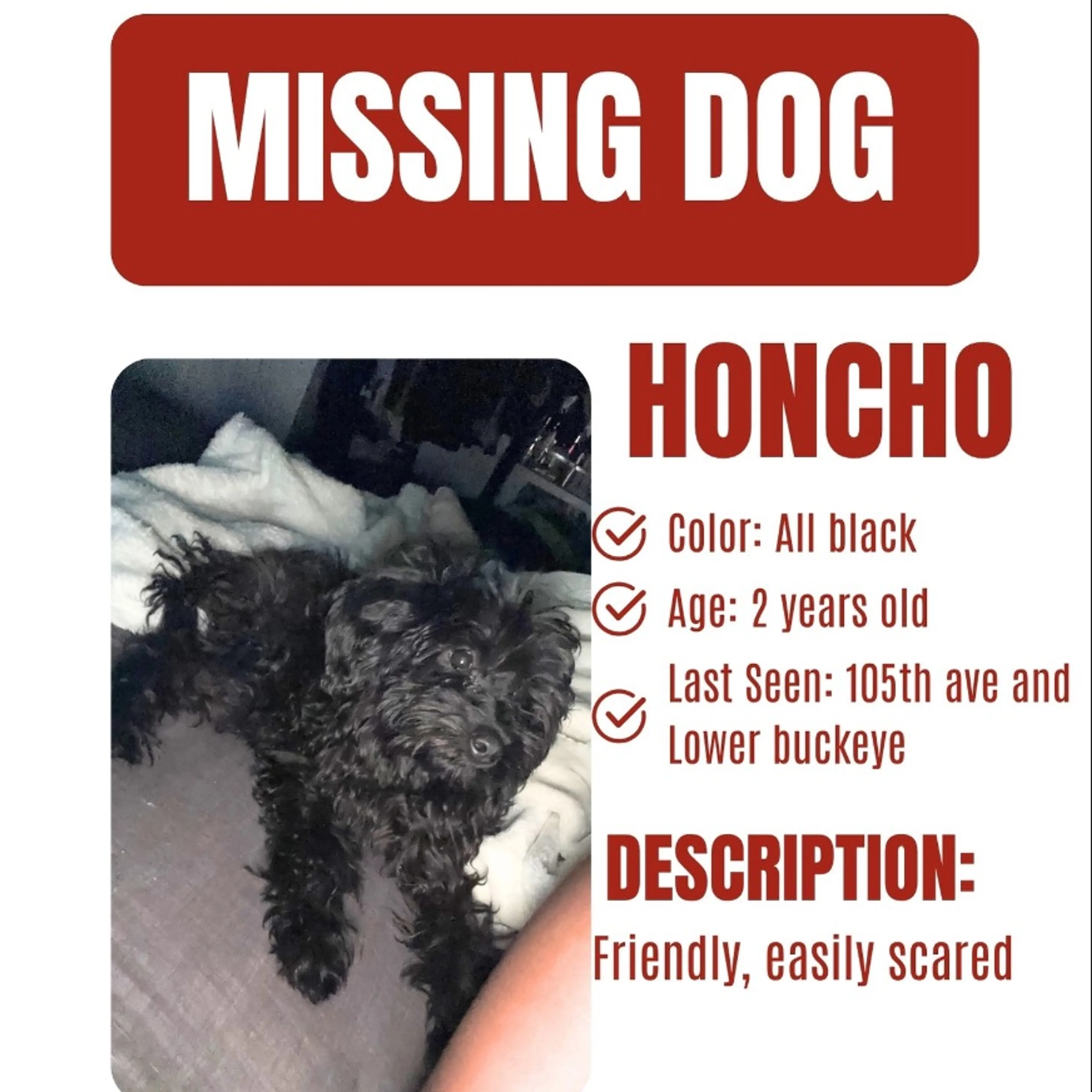Lost pet-0