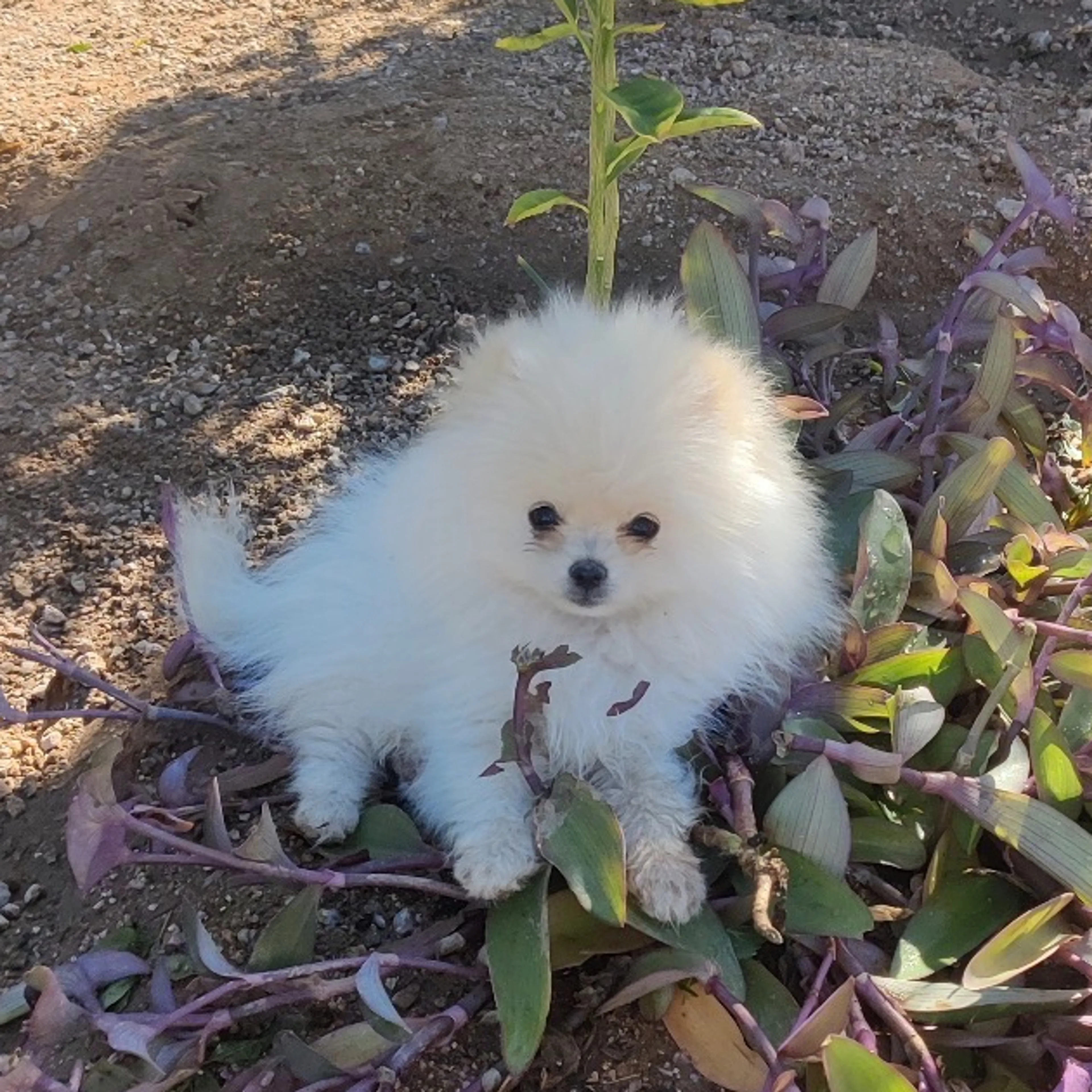 Lost pet-1