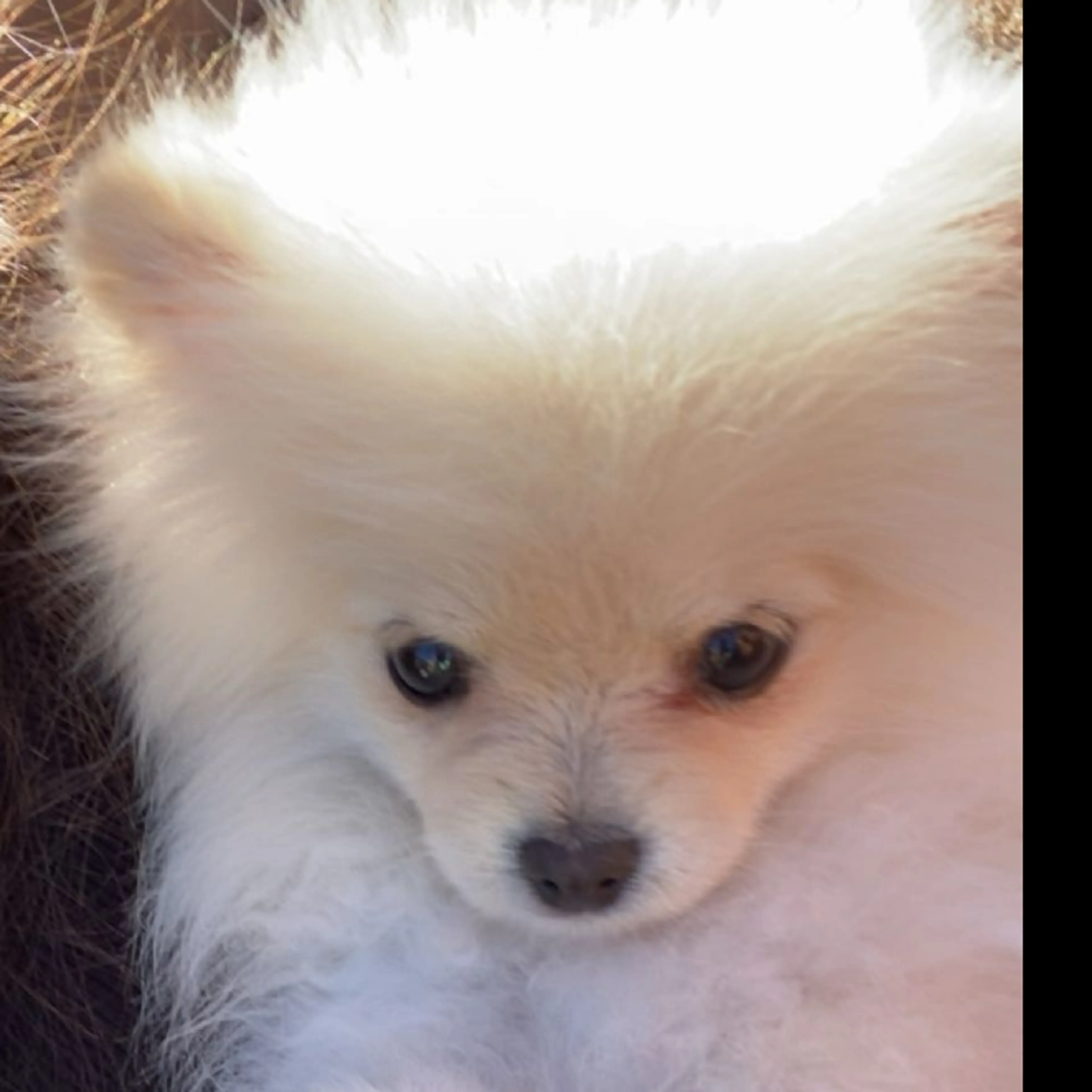 Lost pet-2