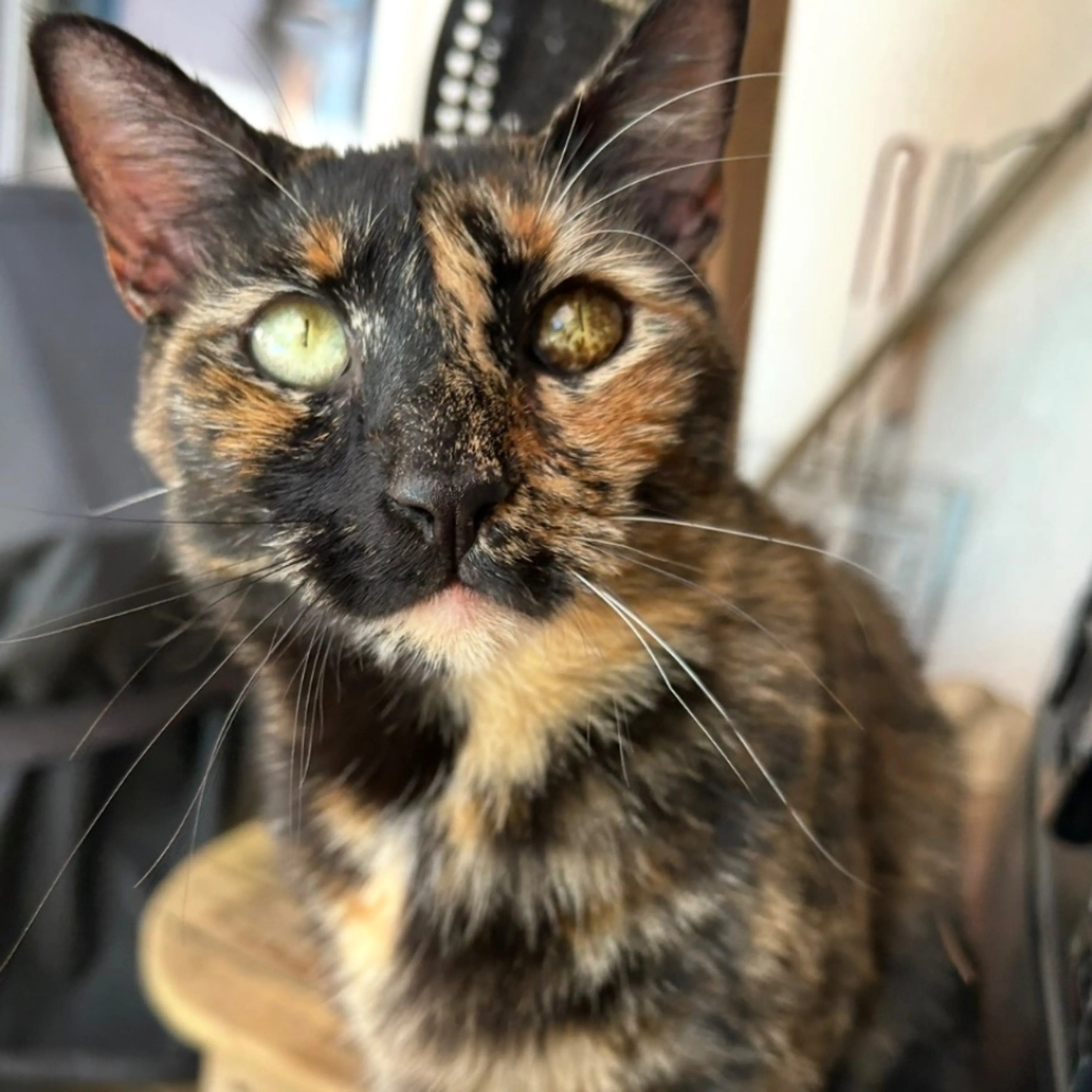 Lost pet-0
