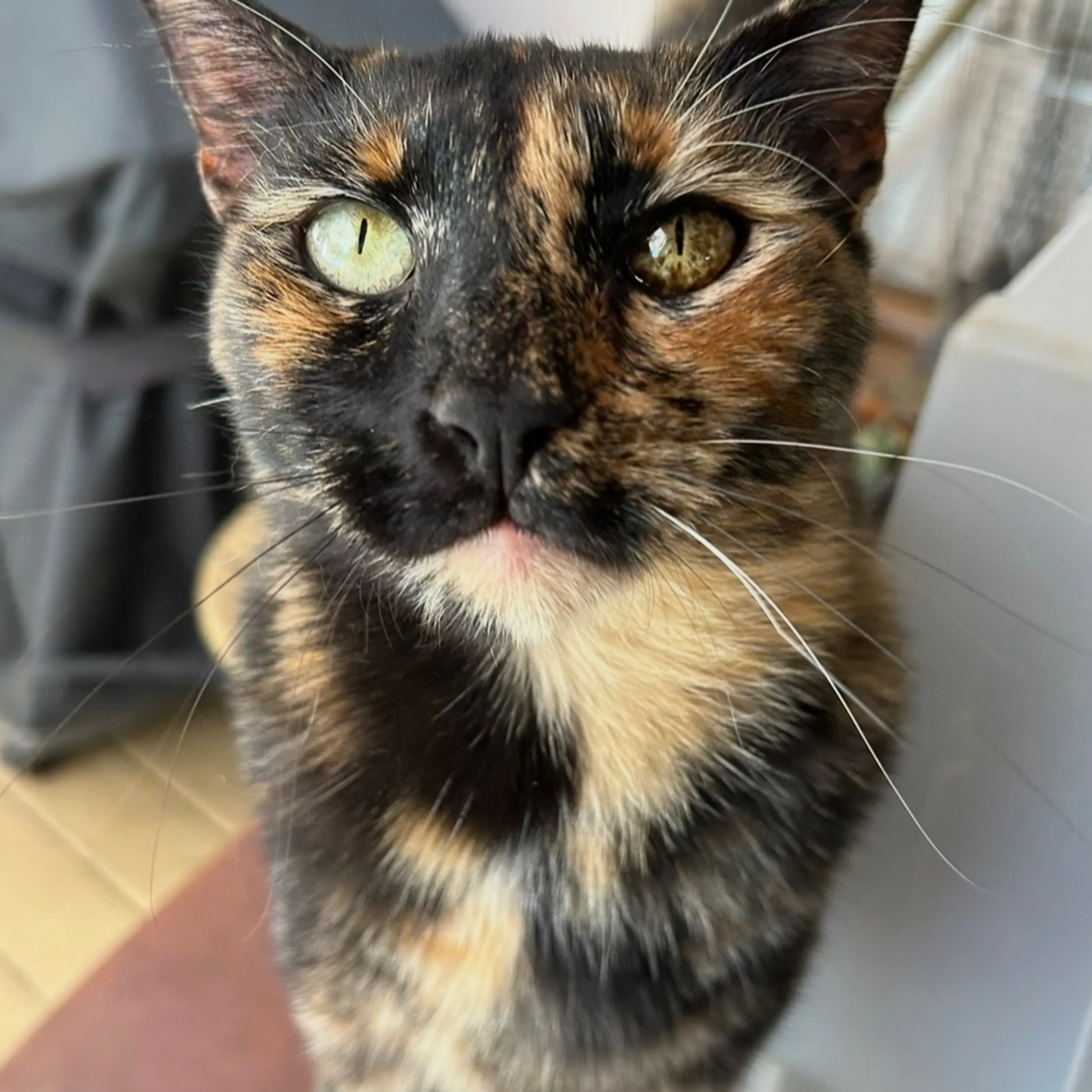Lost pet-2