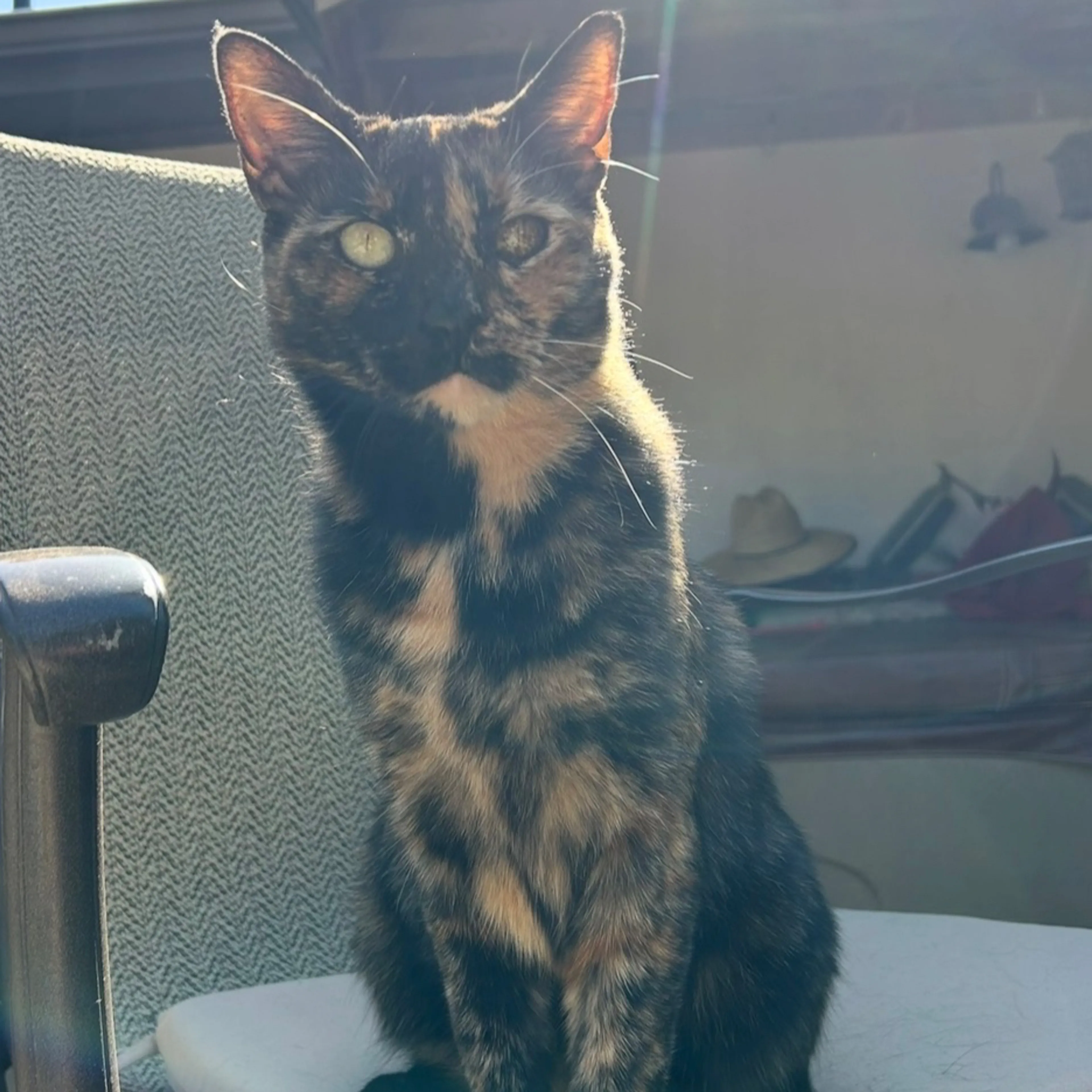 Lost pet-1