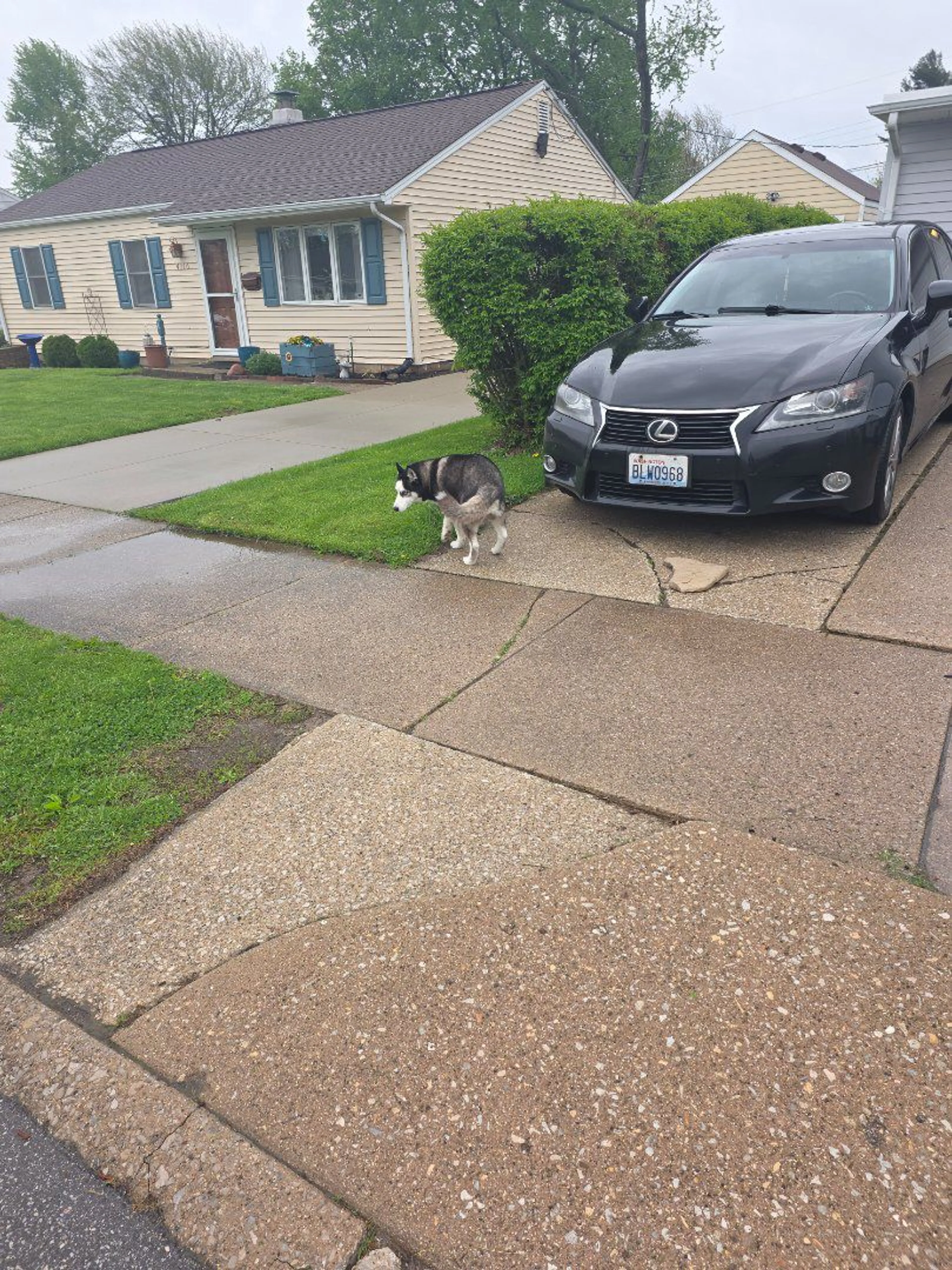 Lost pet