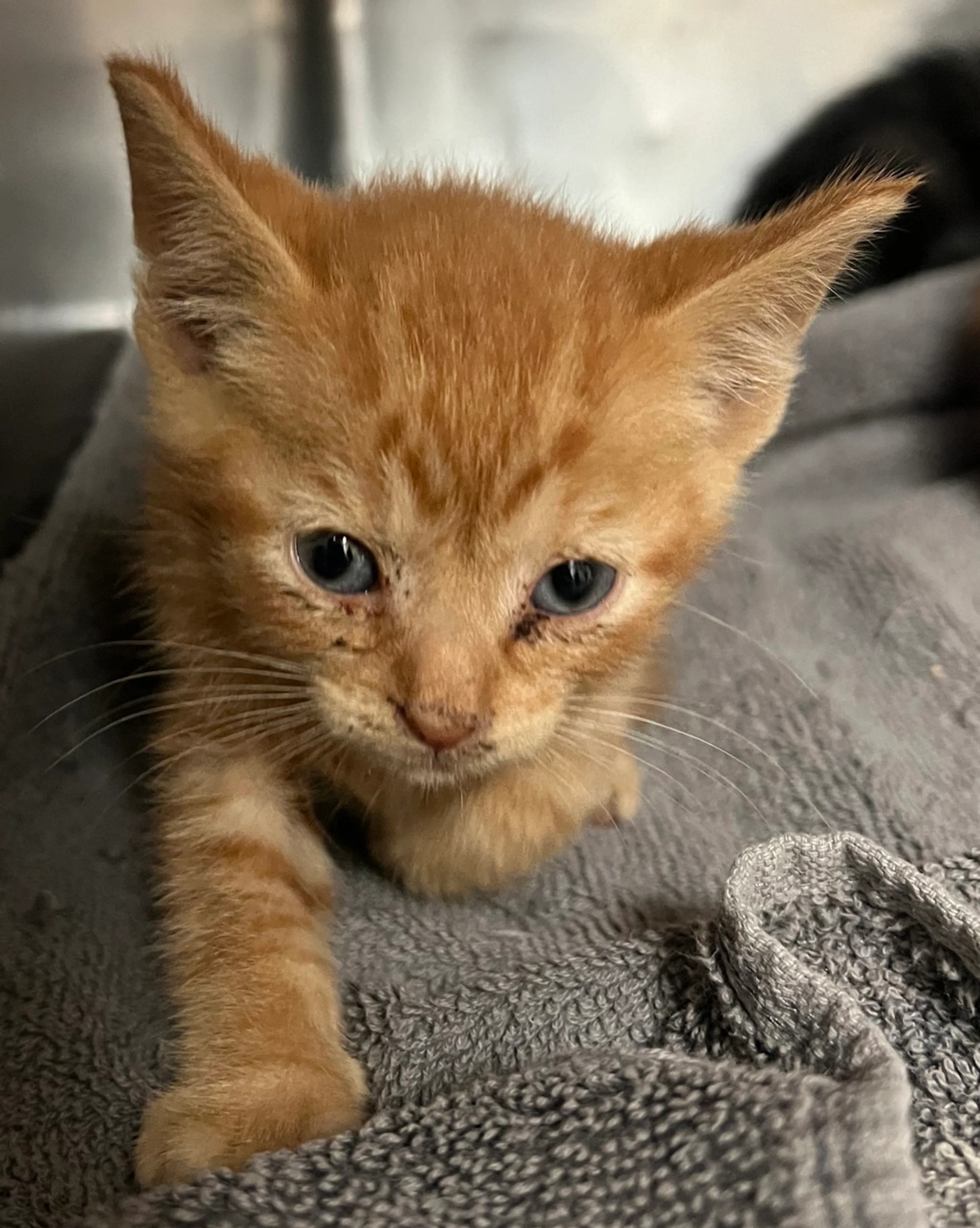Found pet