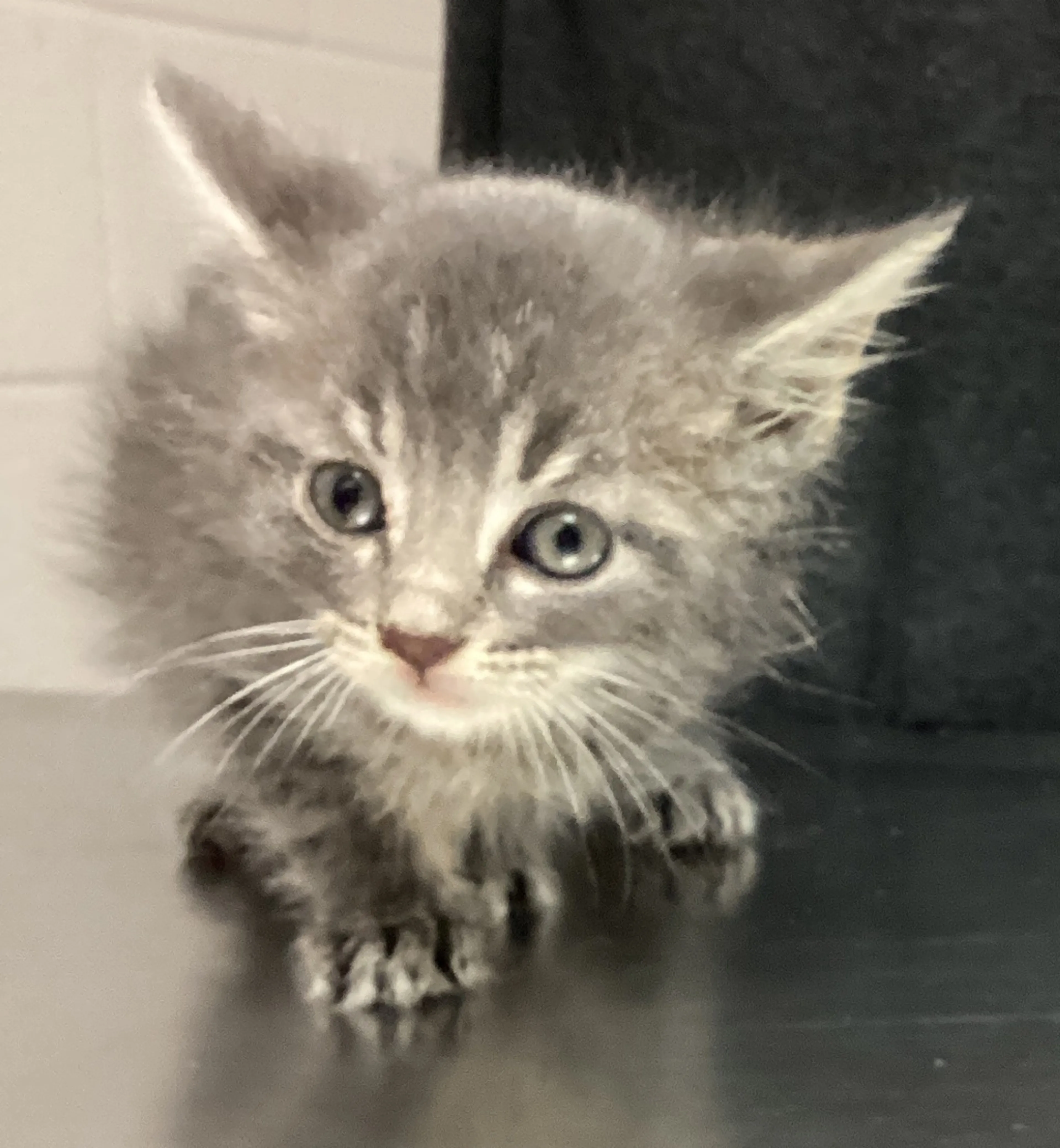 Found pet
