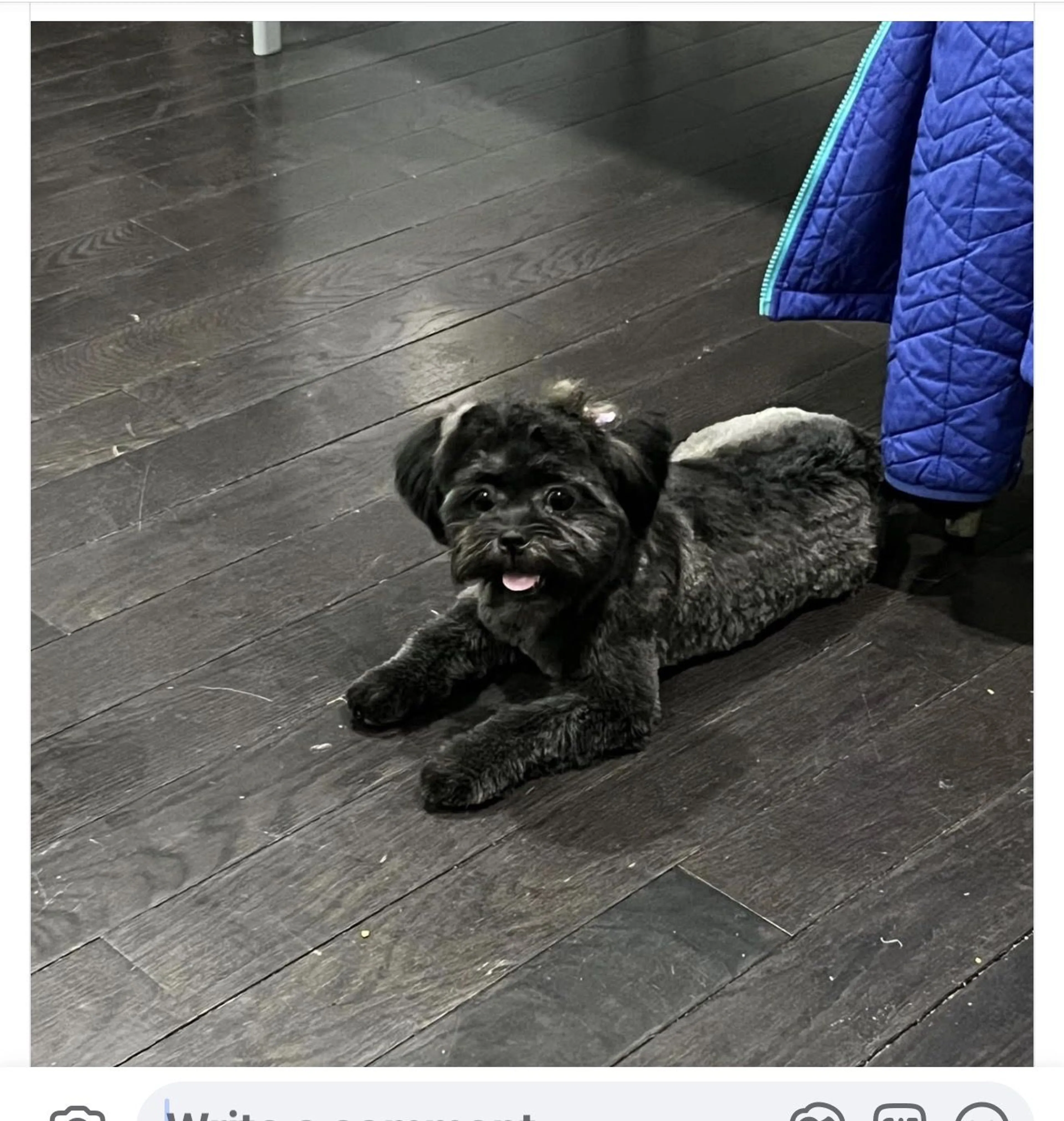 Lost pet