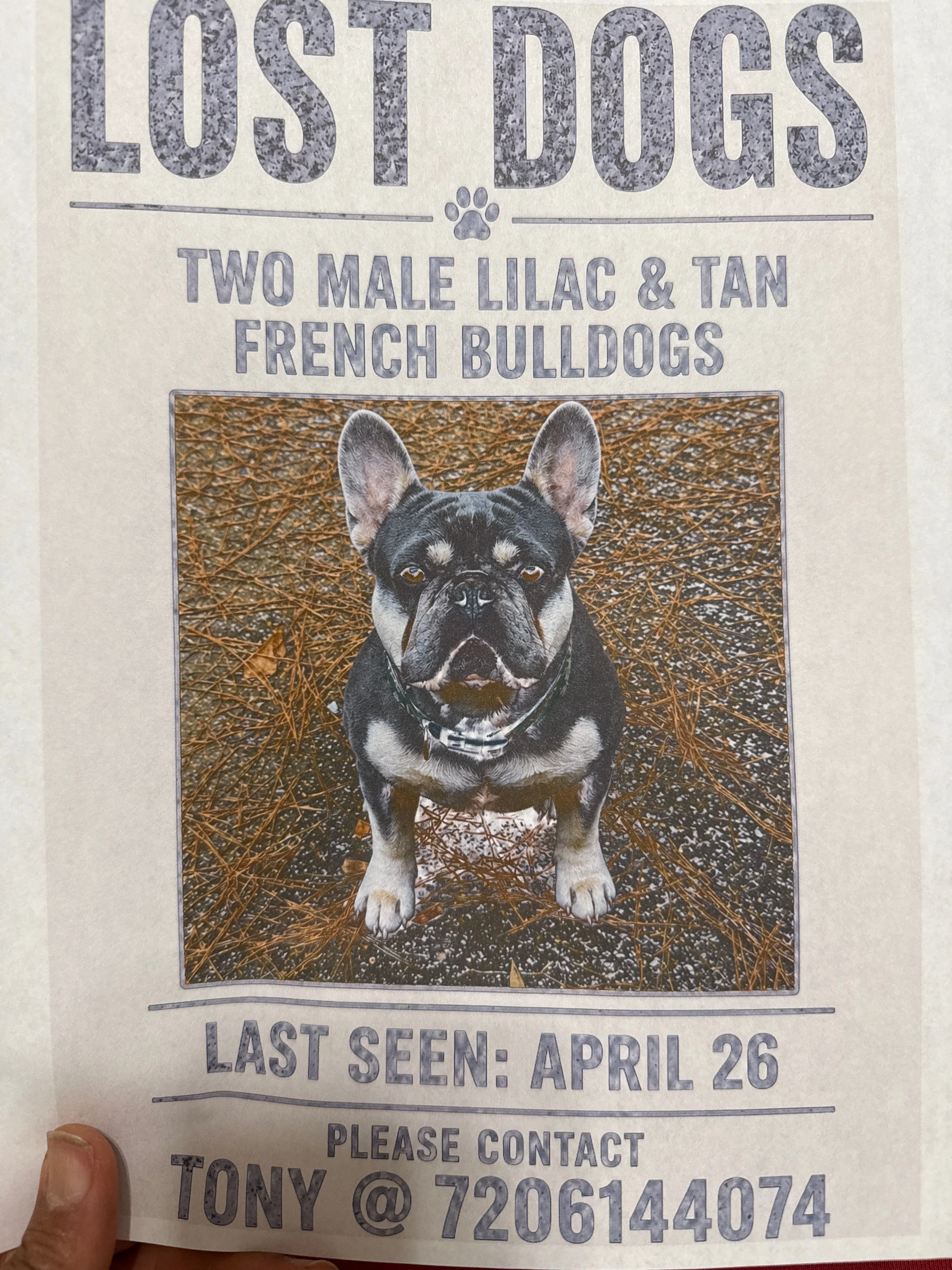 Lost pet