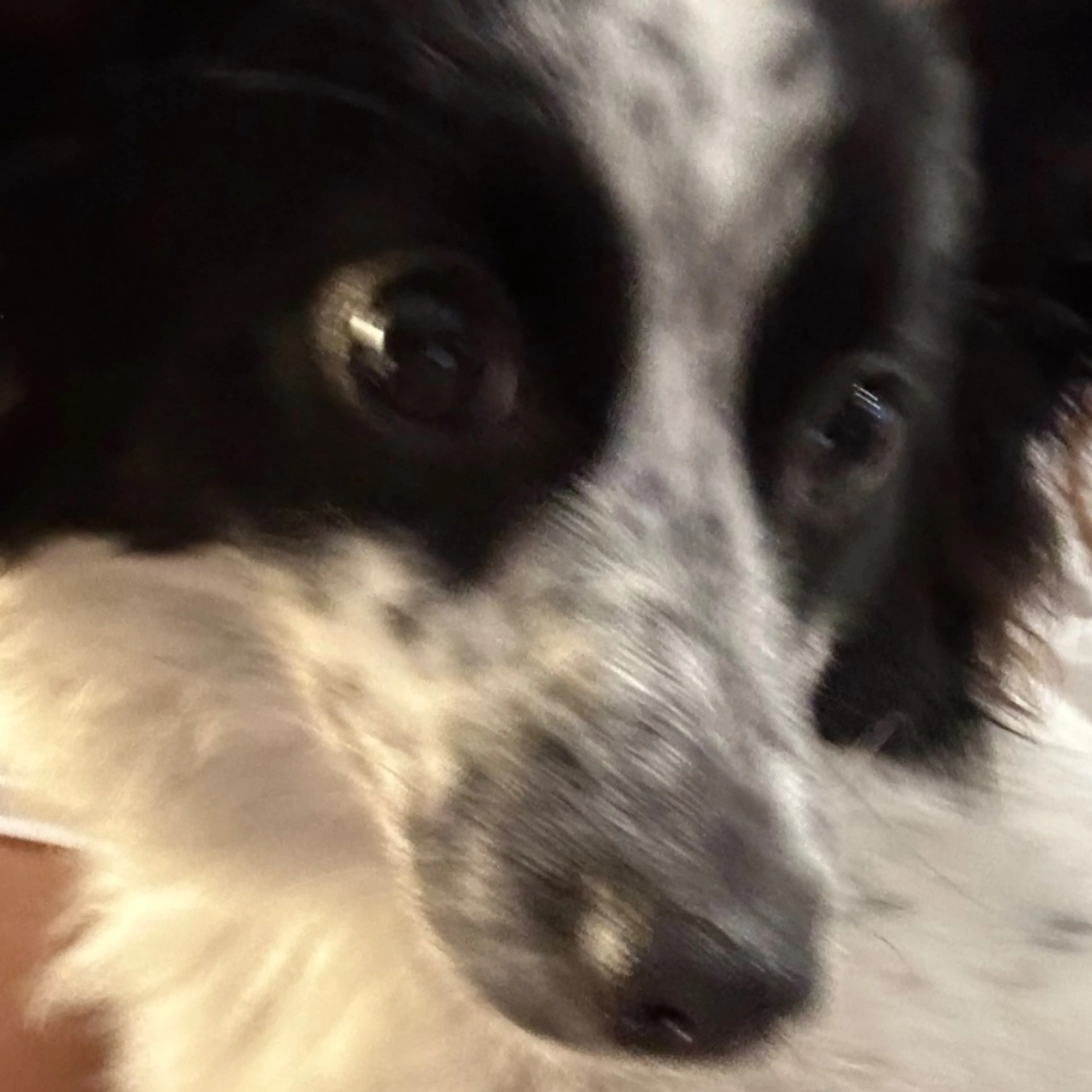 Lost pet