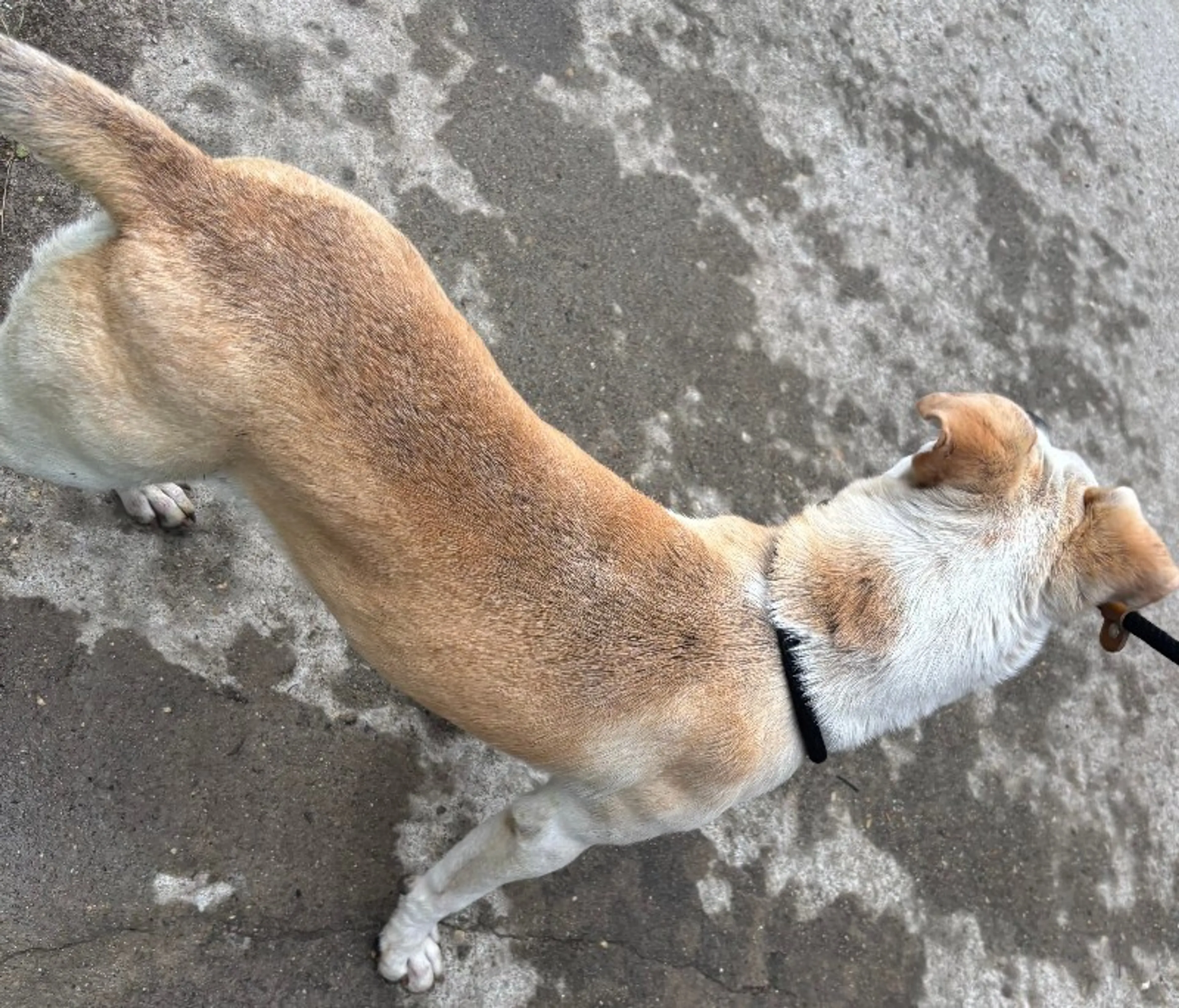 Found pet