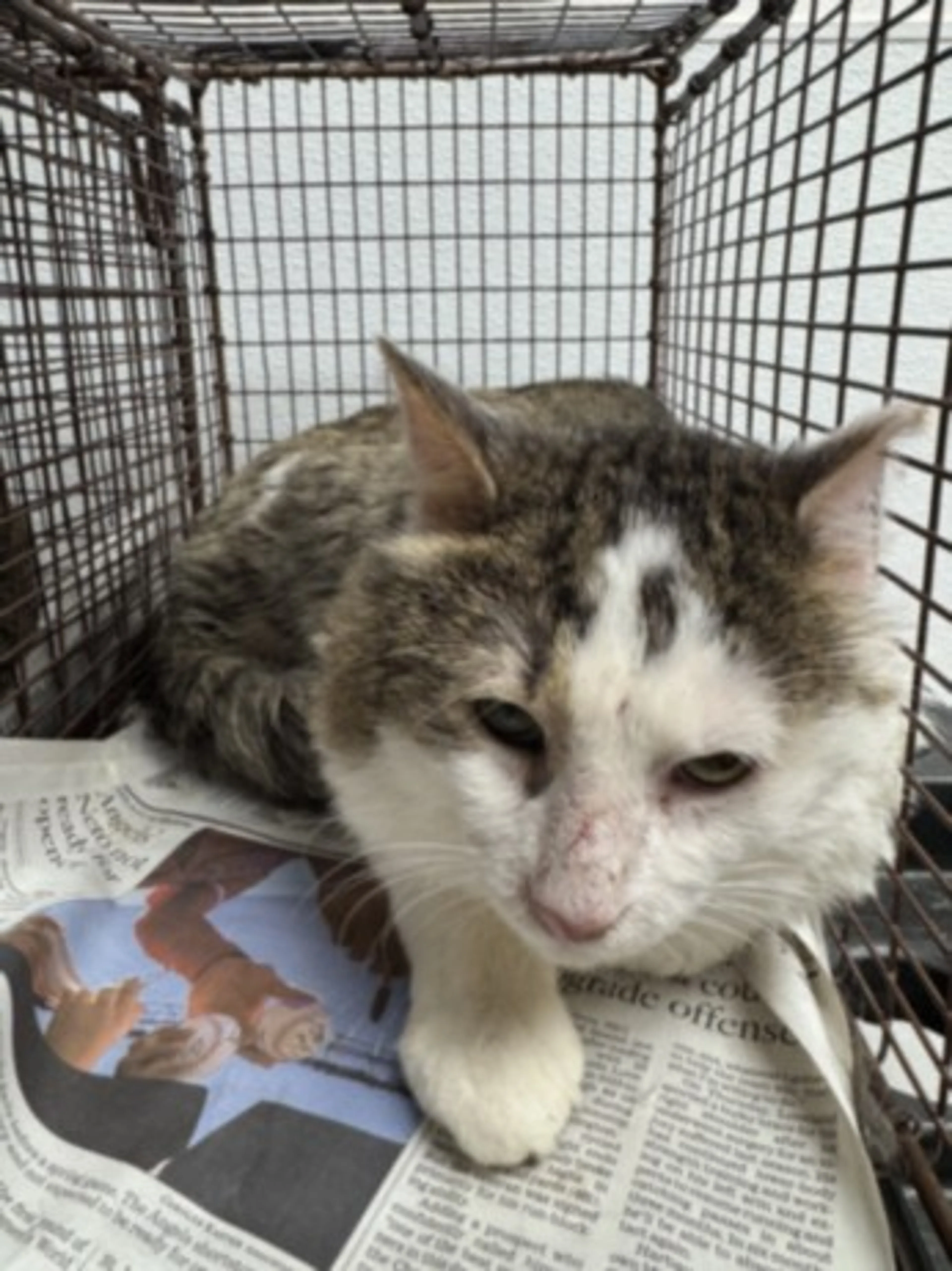 Found pet