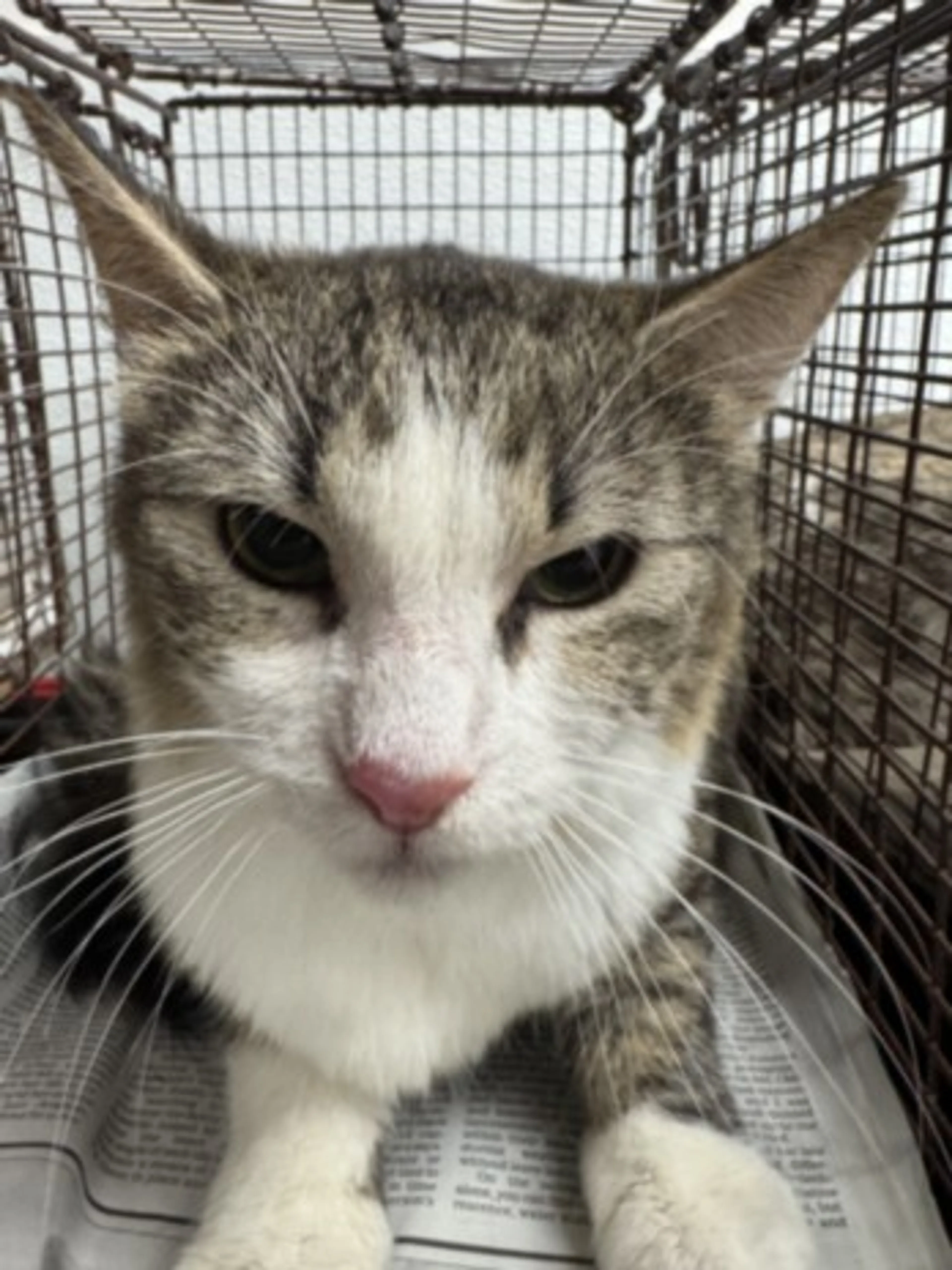 Found pet