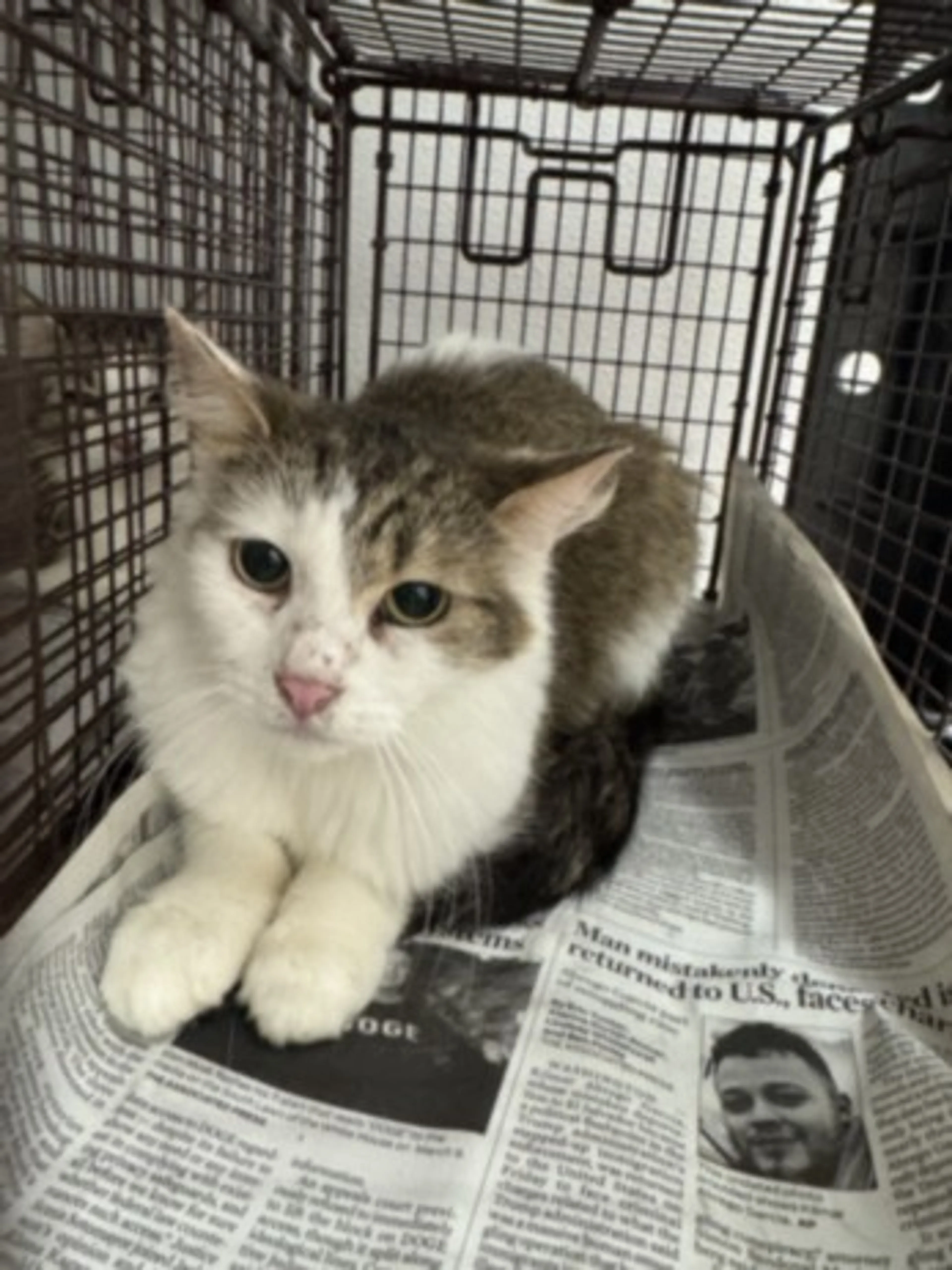 Found pet
