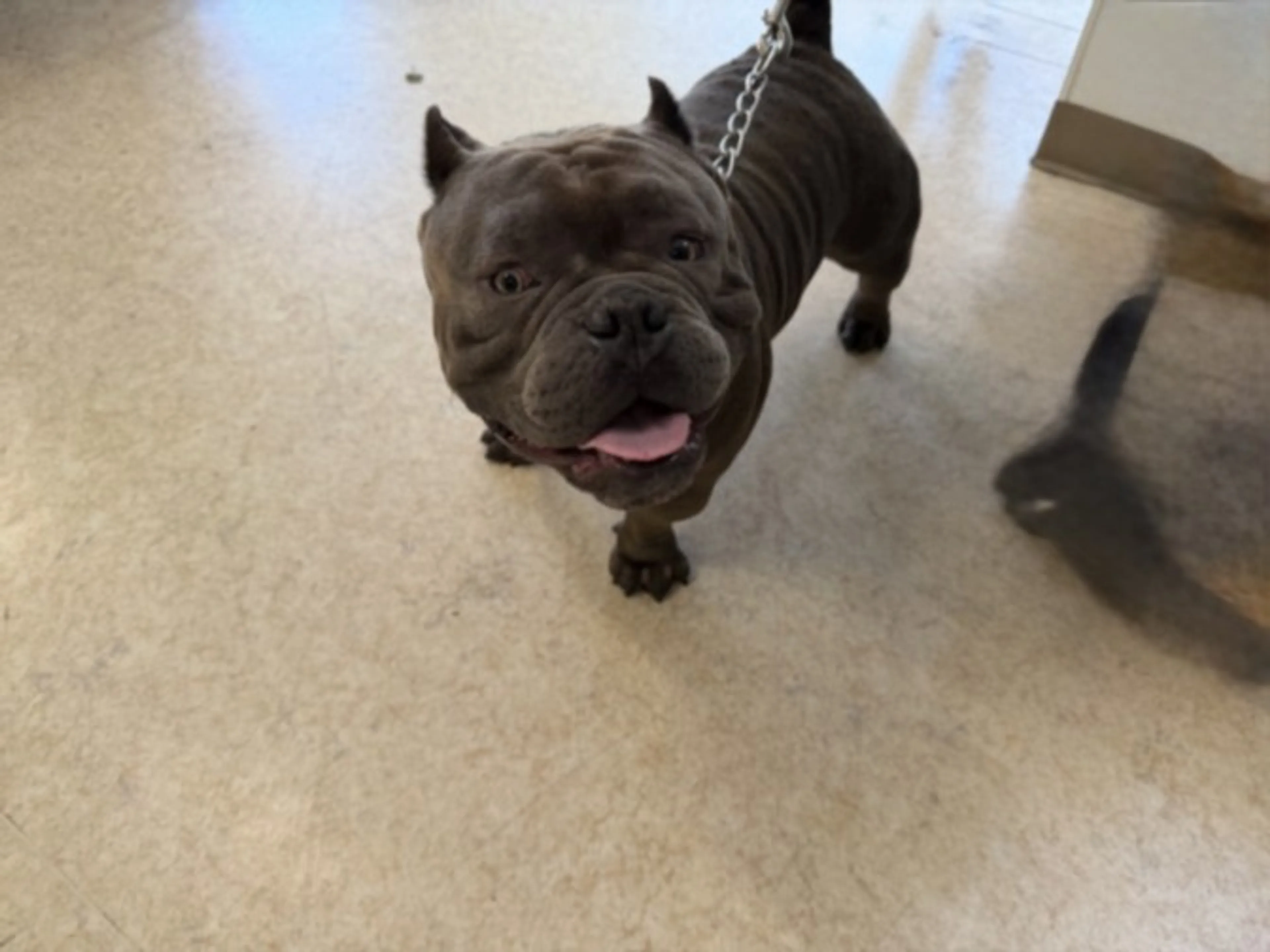 Found pet