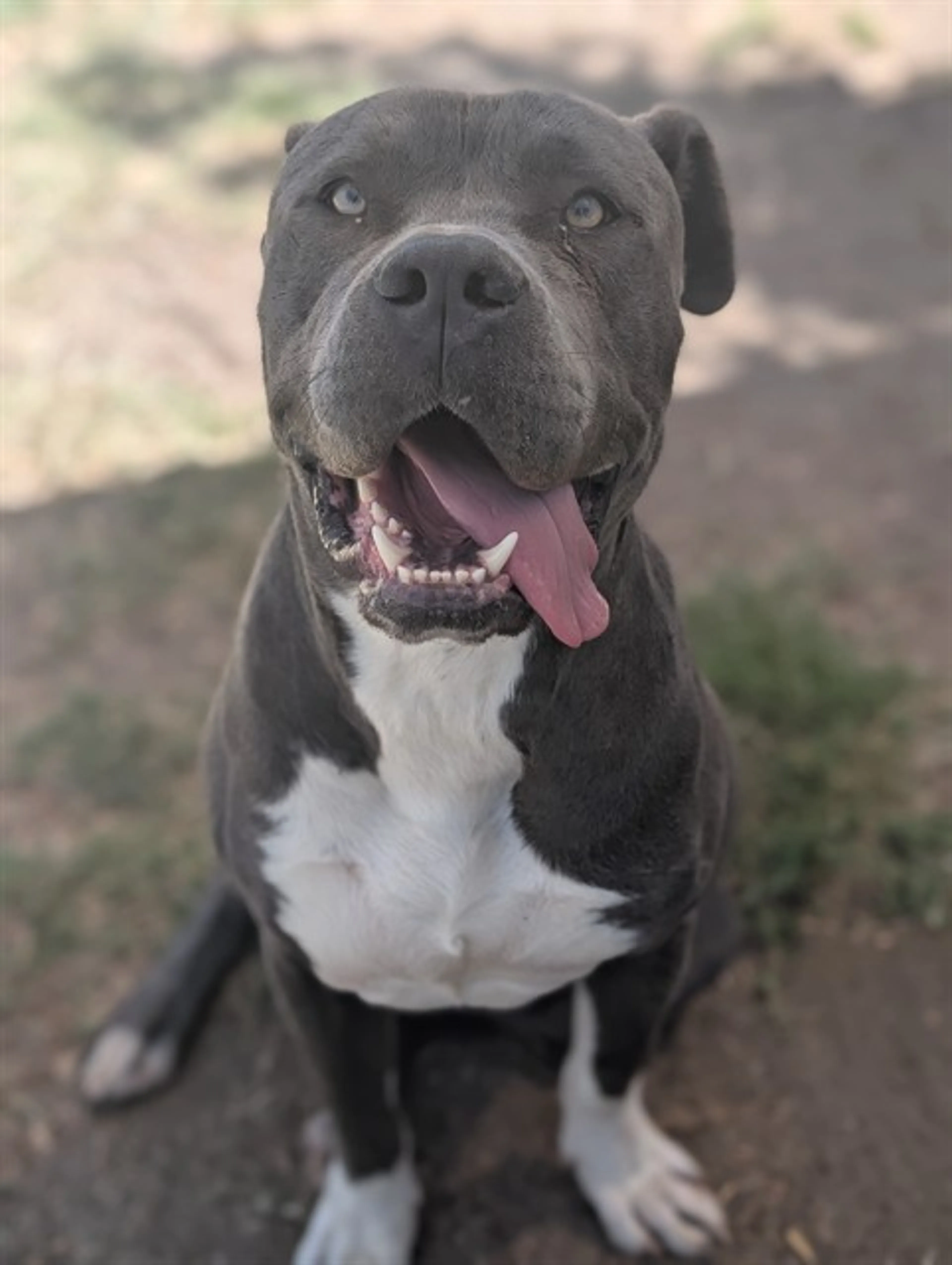 Found pet