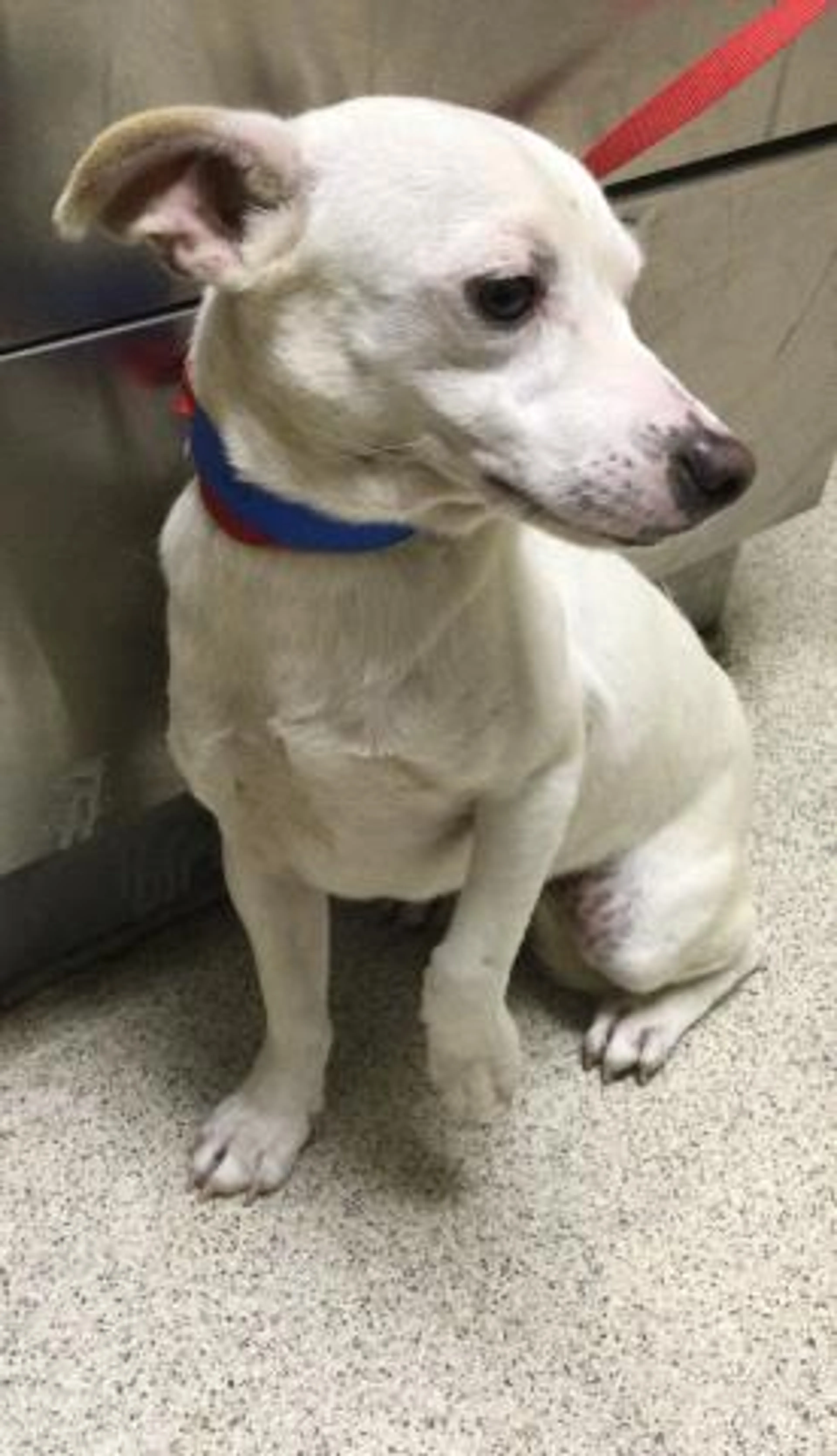 Found pet