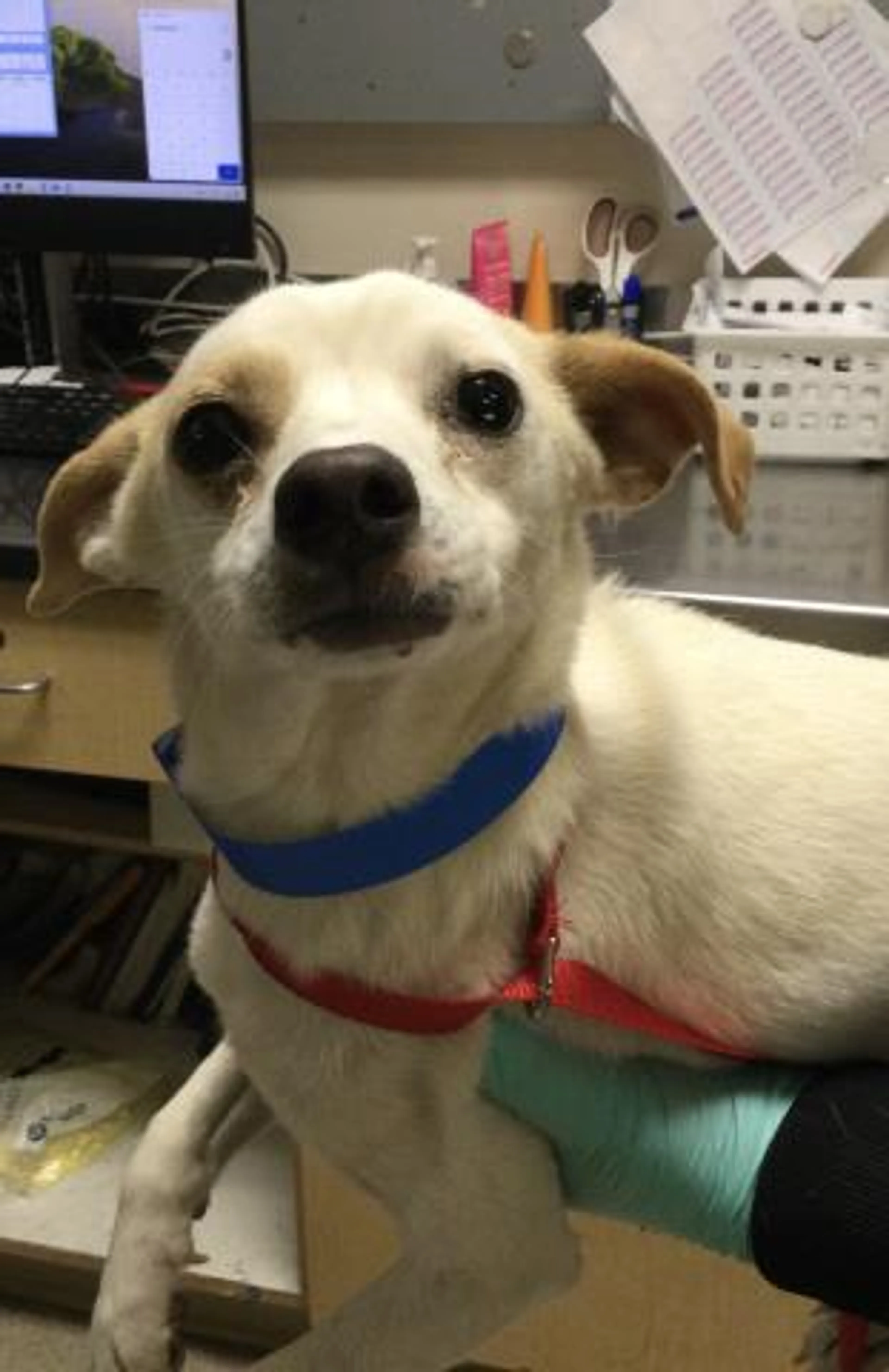 Found pet