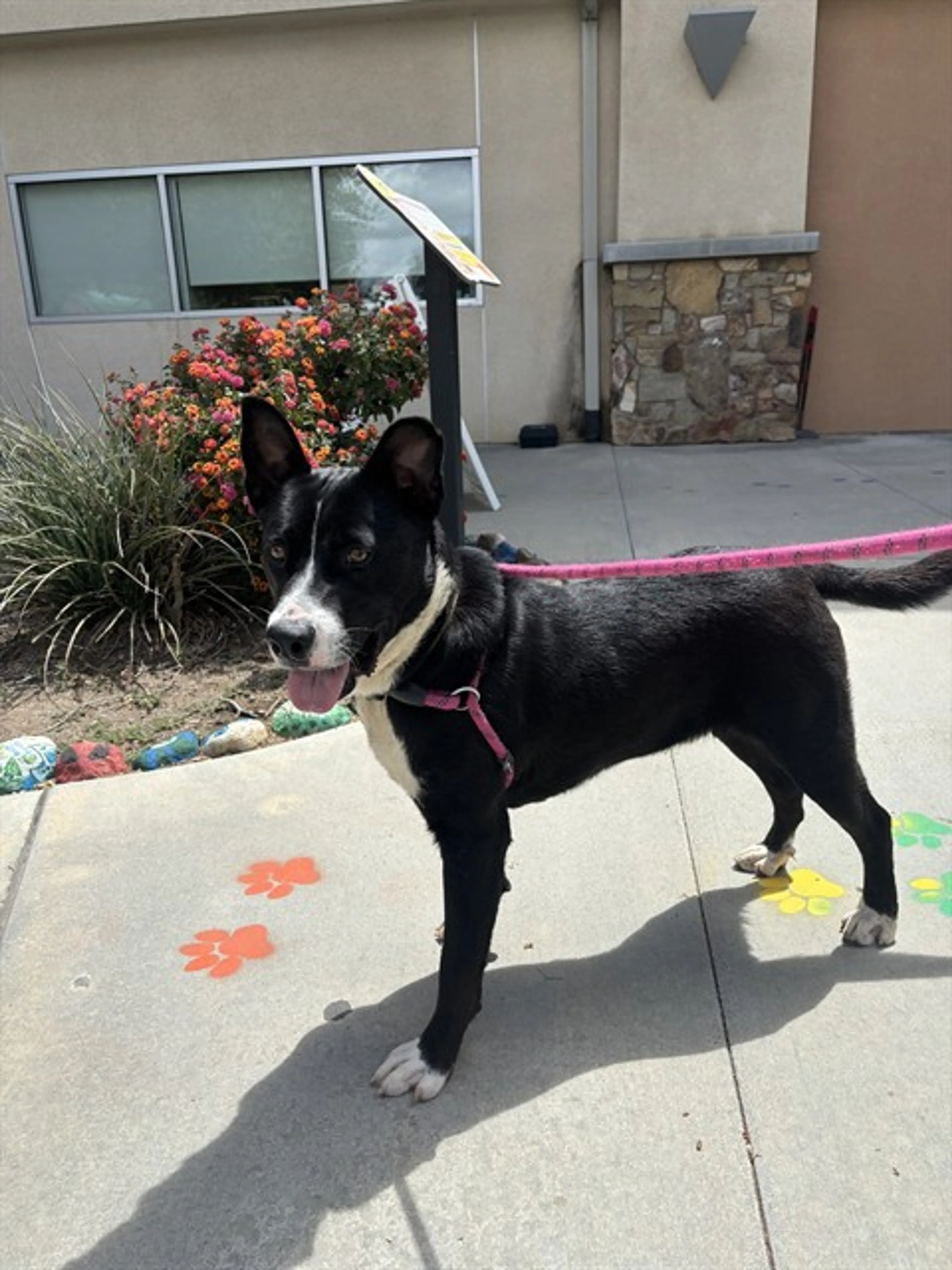 Found pet