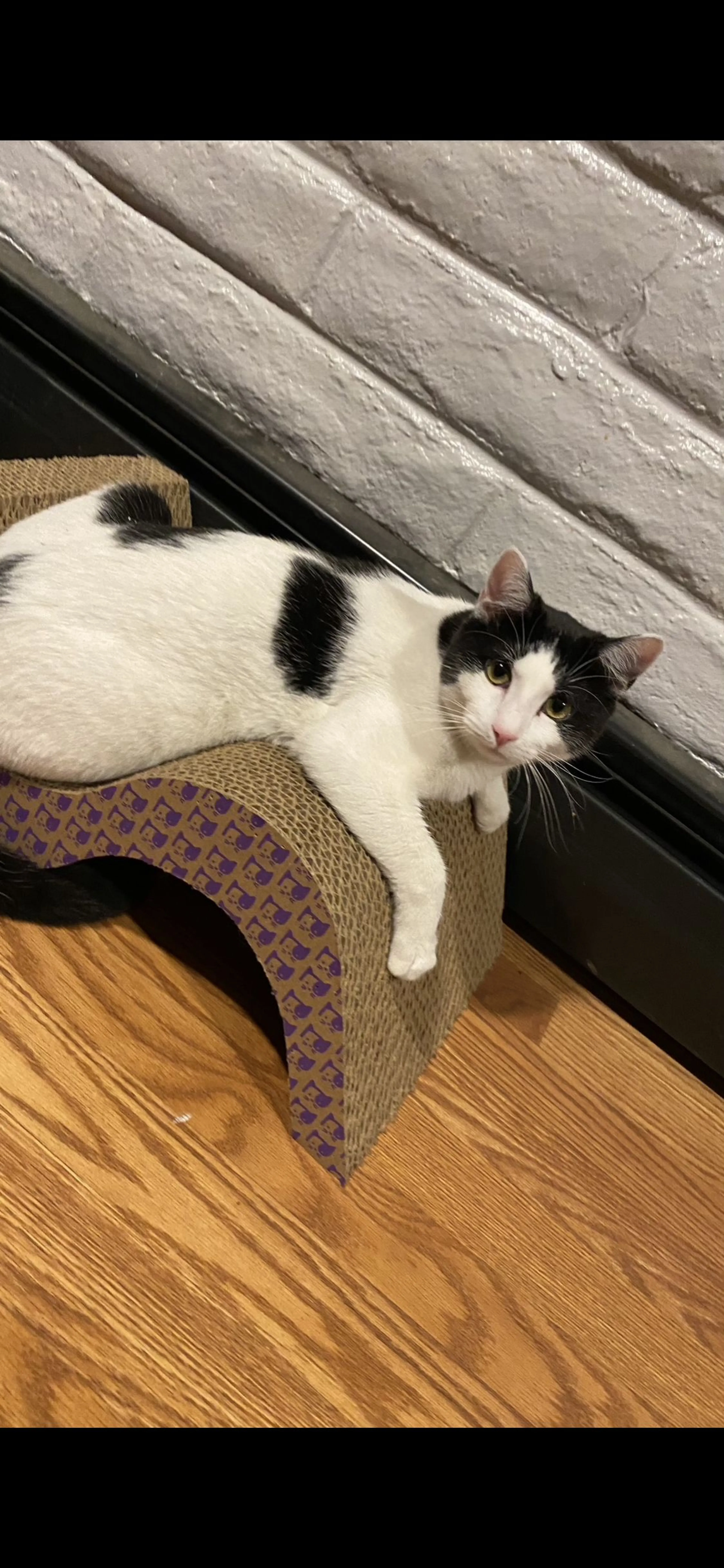 Lost pet-0