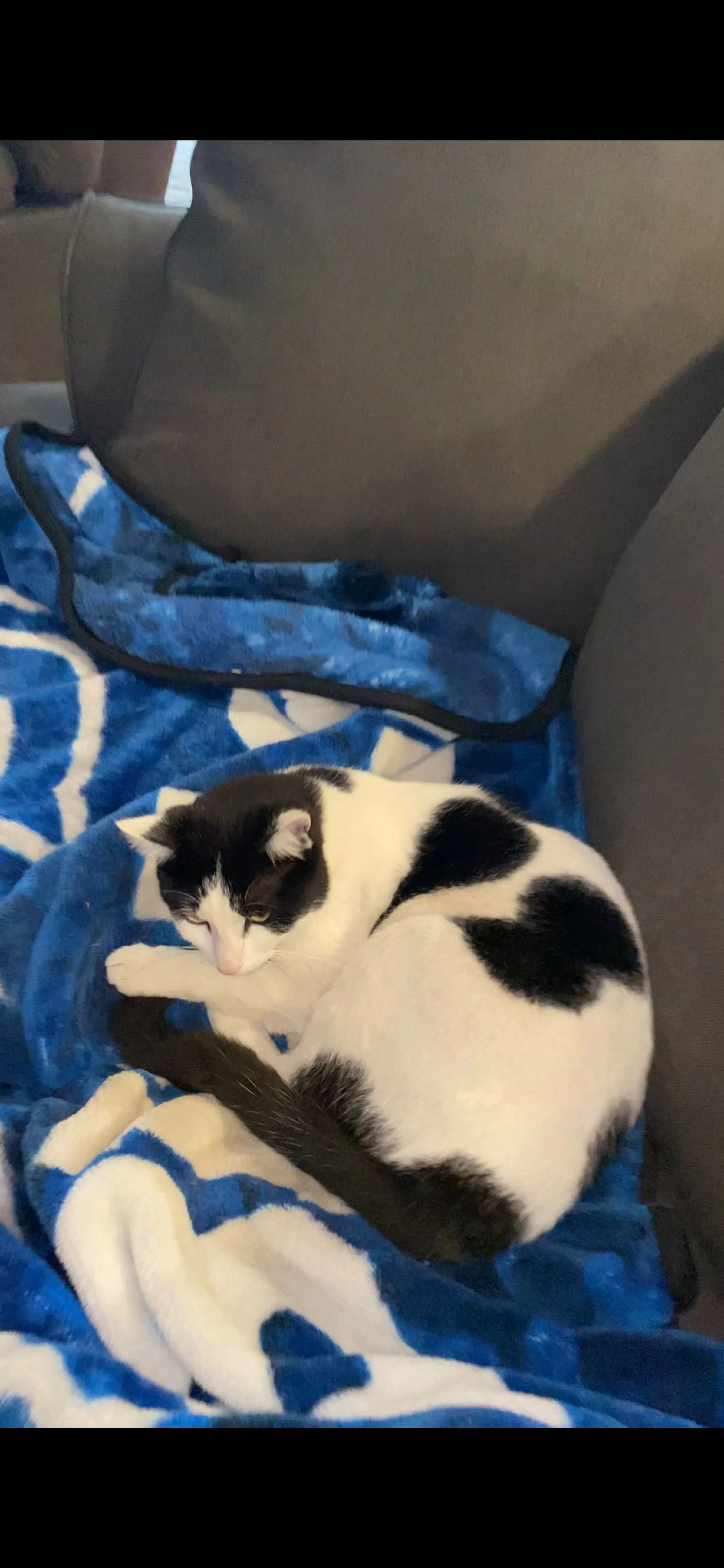 Lost pet-2
