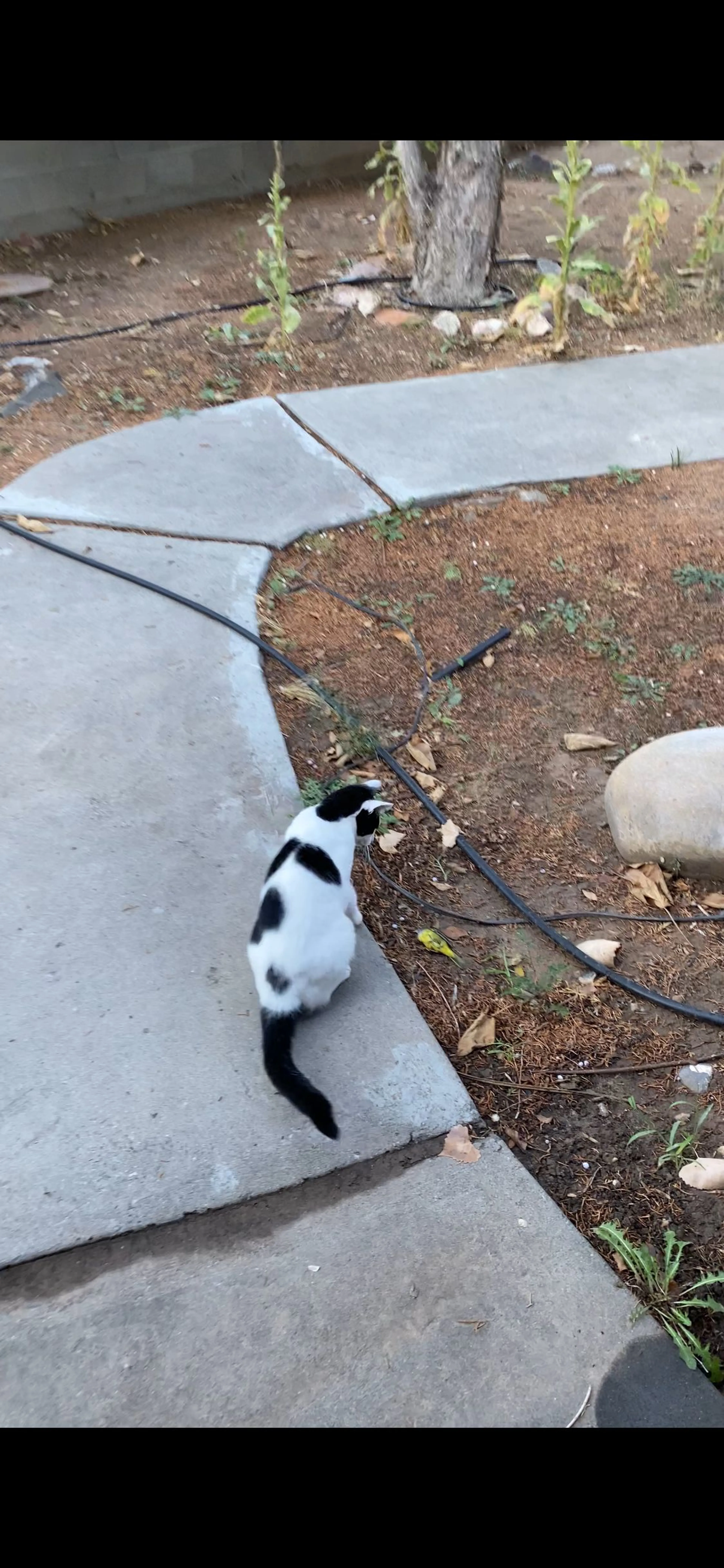 Lost pet-1