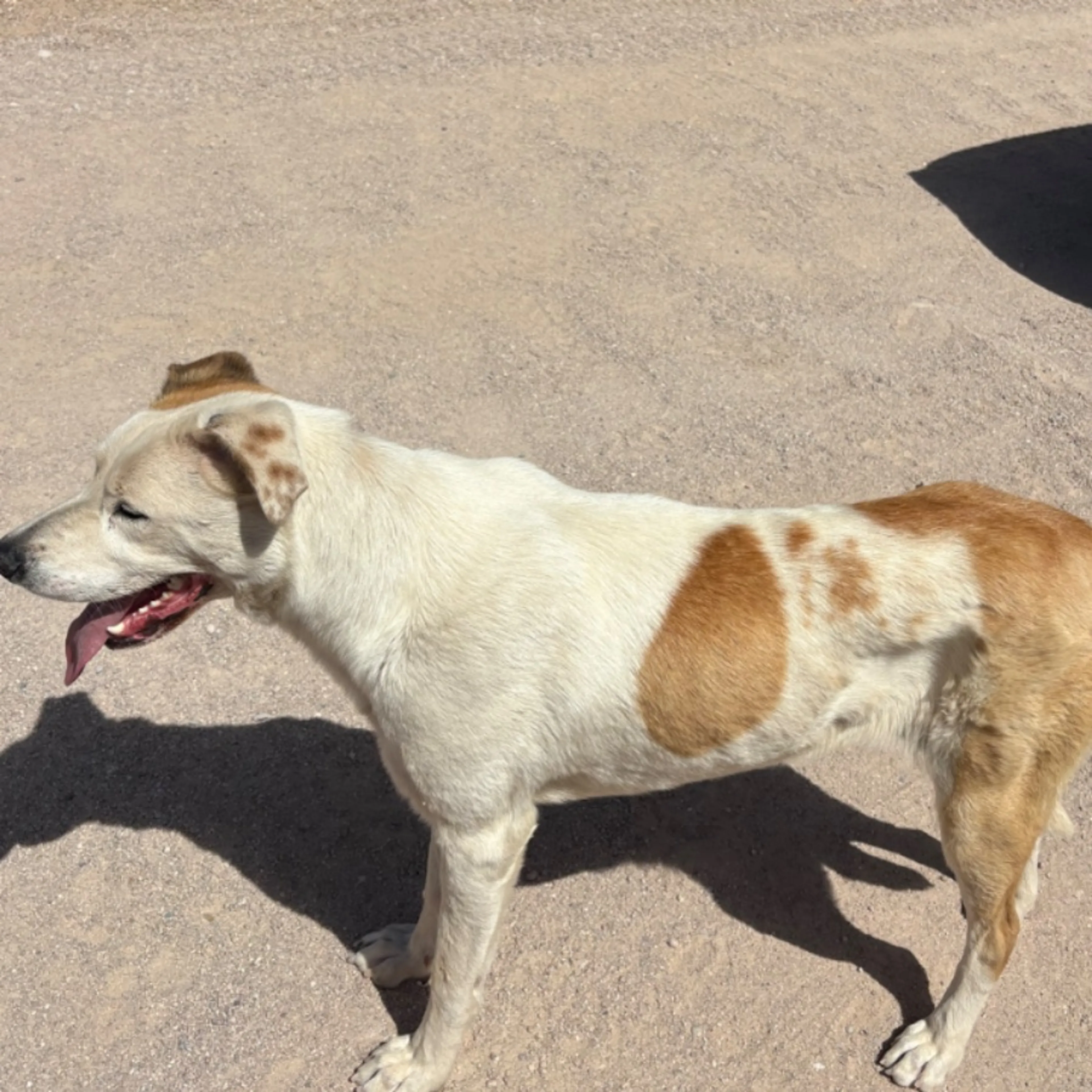 Found pet