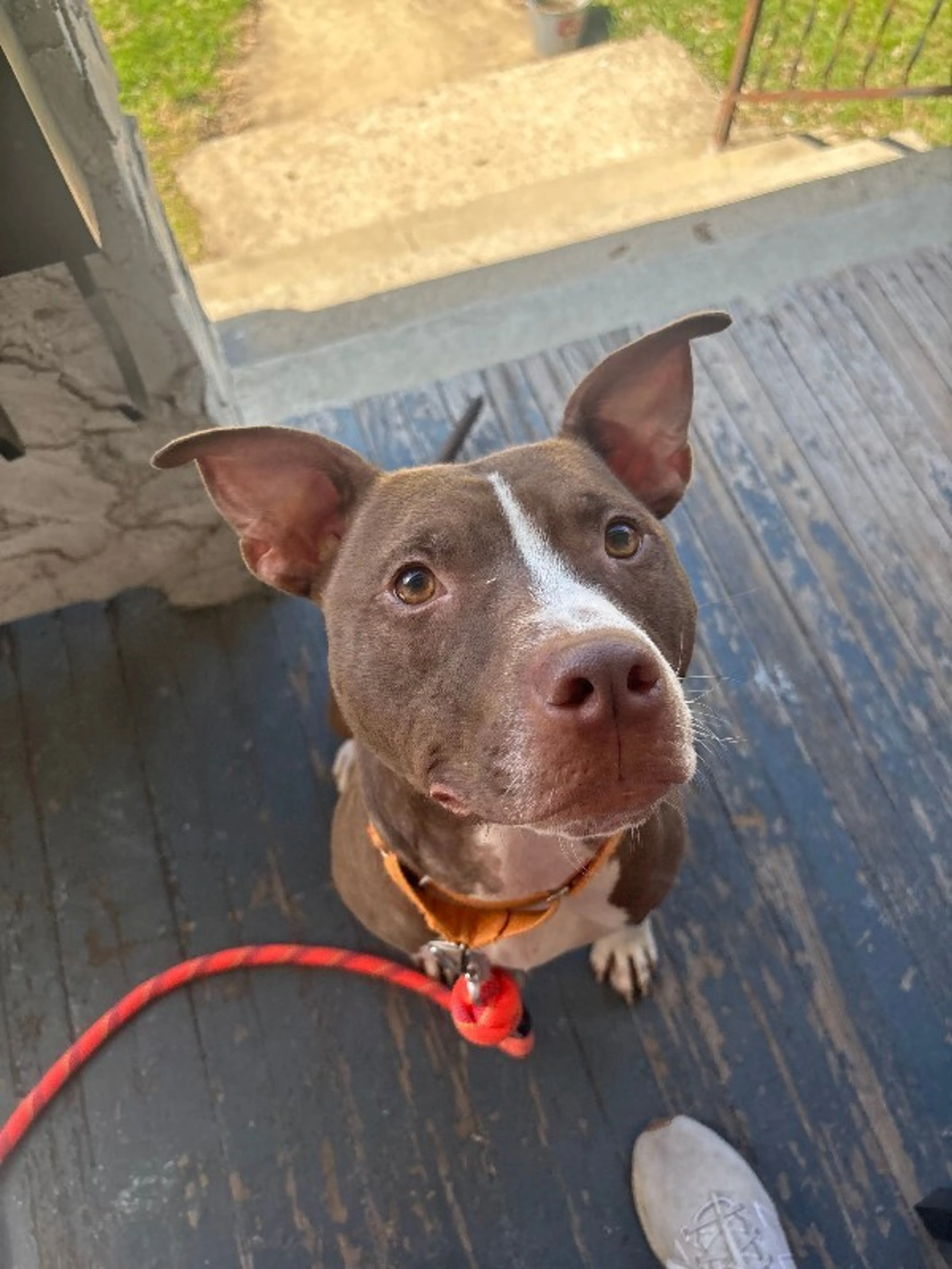 Found pet-4